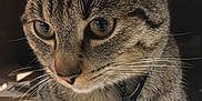 Grizzly participe au concours pour gagner de l'argent avec cette photo : cat, tabby, close_up, pet, collar, tag, whiskers, fur, animal, indoor, cute, curious, amber_eyes, portrait, feline, relaxed, paw, cardboard, domestic_animal, mammal
