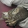 Grizzly a rejoint le concours — aidez-le/la à gagner de superbes lots ! cat, tabby, sleeping, bed, blanket, cozy, feline, pet, fur, whiskers, relaxed, indoor, resting, cute, domestic_animal, animal, paws, snuggled, soft, comfort