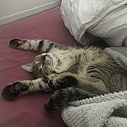 Grizzly a rejoint le concours — aidez-le/la à gagner de superbes lots ! cat, tabby, sleeping, bed, blanket, paws, fur, cozy, resting, indoor, pet, cute, stretching, whiskers, animal, relaxation, soft, comfort, feline, nap