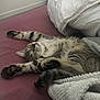 cat, tabby, sleeping, bed, blanket, paws, fur, cozy, resting, indoor, pet, cute, stretching, whiskers, animal, relaxation, soft, comfort, feline, nap