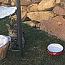 Grizzly participe au concours pour gagner de l'argent avec cette photo : kitten, cat, grass, stone_wall, basket, fabric, chair_leg, bowl, outdoor, pet, animal, curious, young, tabby, nature, sunlight, ground, domestic_cat, resting, small