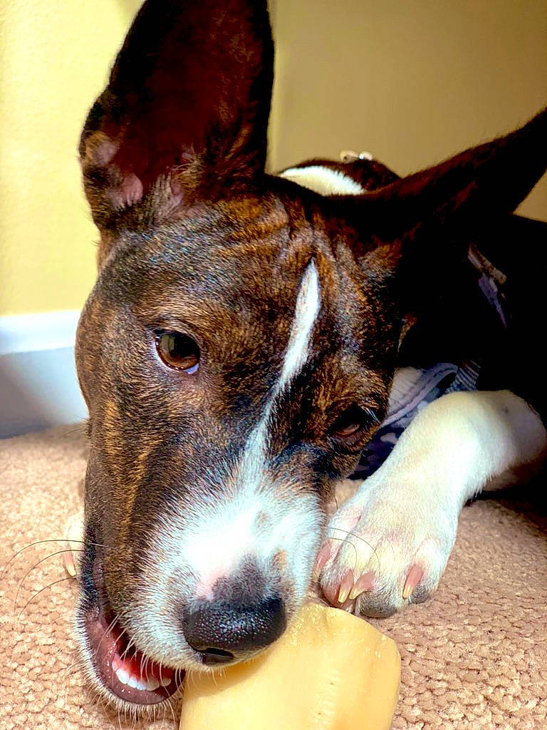 Zeke joined the competition — help win amazing prizes! ancient_dog_breeds, canidae, carnivore, collar, companion_dog, dog, dog_breed, ear, fawn, non_sporting_group, snout, sporting_group, terrestrial_animal, whiskers, working_animal