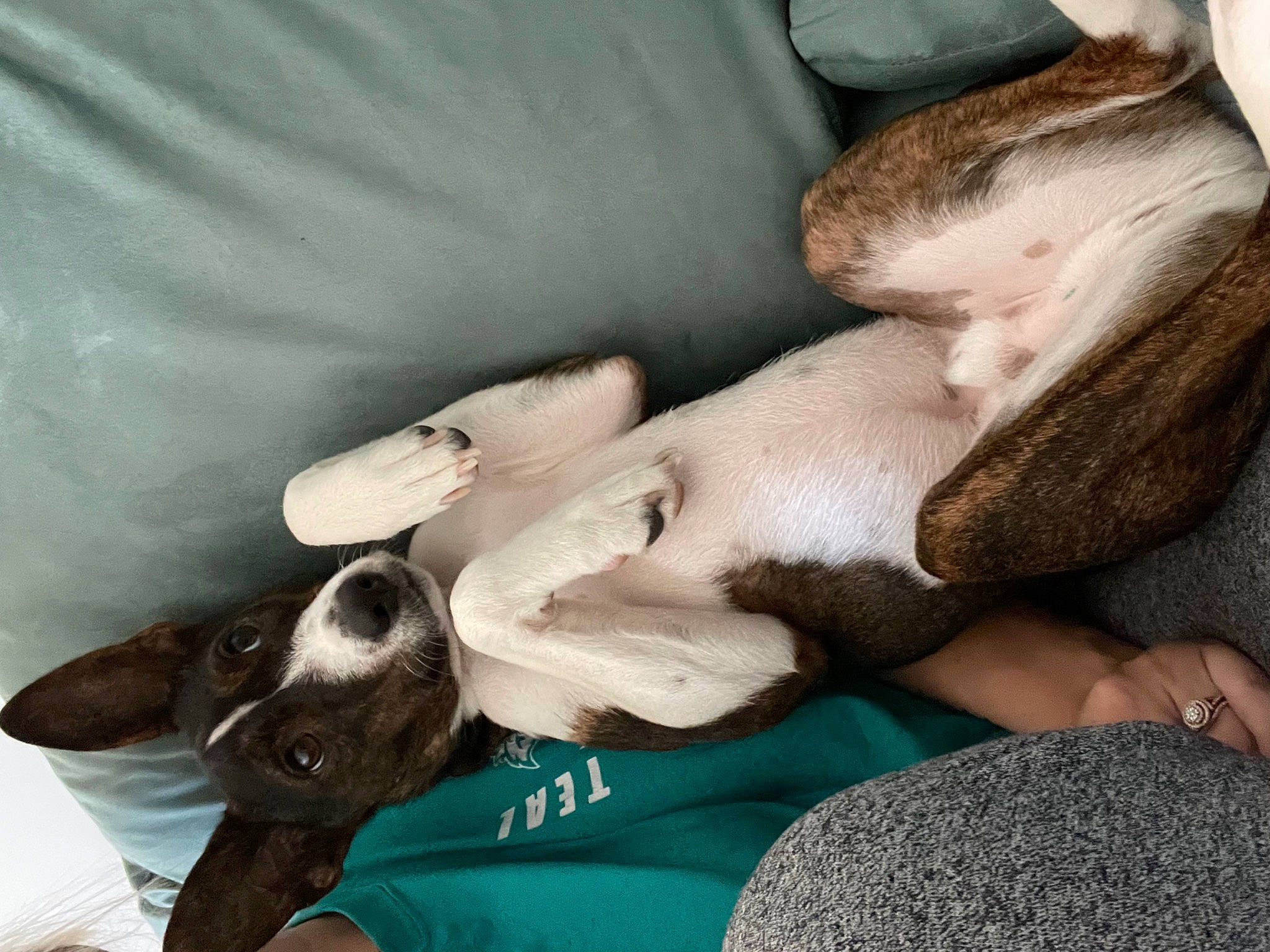 Zeke is registered to the contest to win money with this photo: canidae, carnivore, comfort, companion_dog, dog, dog_breed, ear, fawn, felidae, fur, human_leg, linens, paw, puppy_love, small_to_medium_sized_cats, snout, sporting_group, tail, toy_dog, whiskers