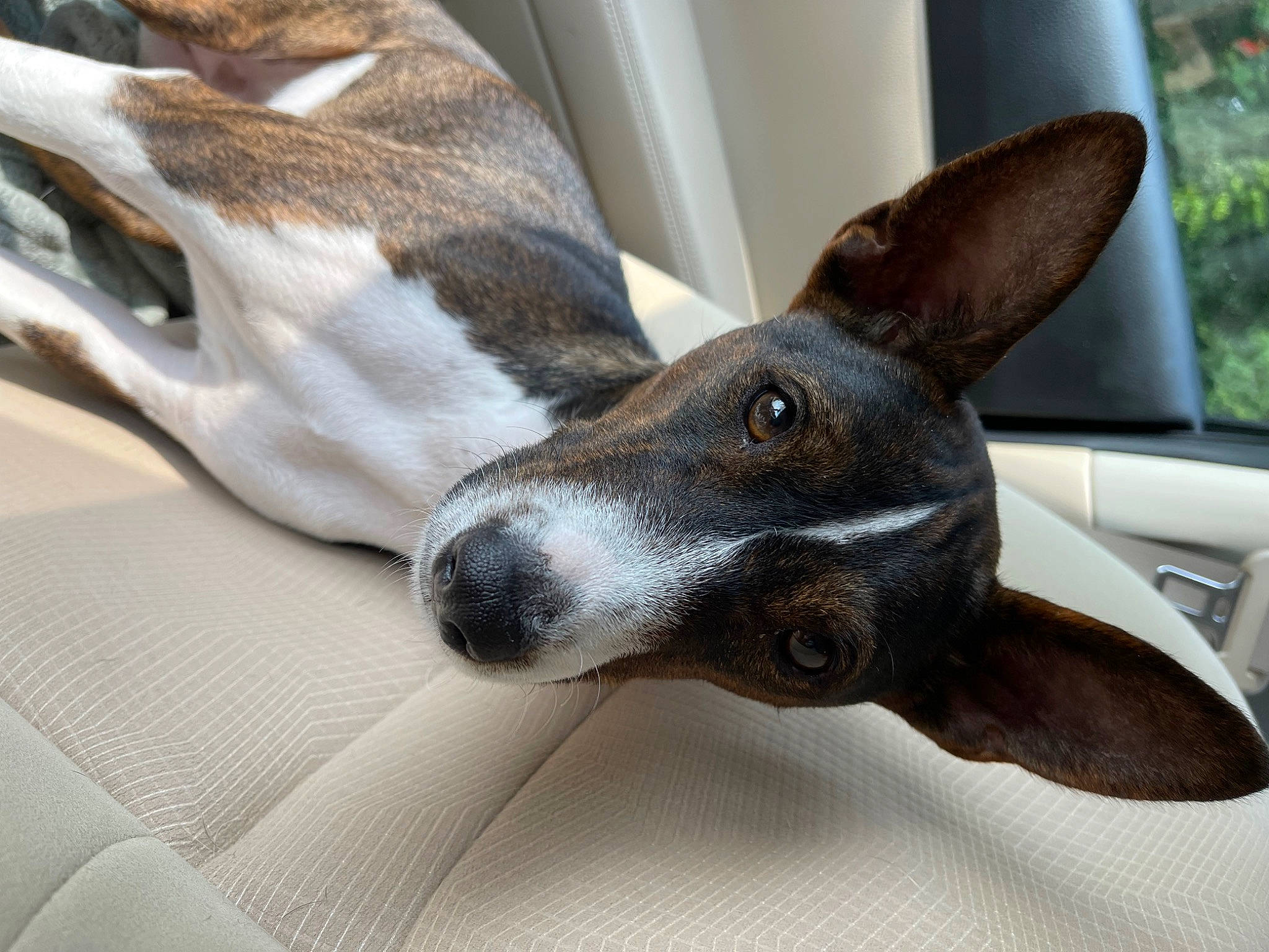 Zeke joined the competition — help win amazing prizes! canidae, carnivore, comfort, companion_dog, dog, dog_breed, fawn, grey, metal, non_sporting_group, paw, plant, sighthound, snout, sporting_group, terrestrial_animal, whiskers, windshield, working_animal