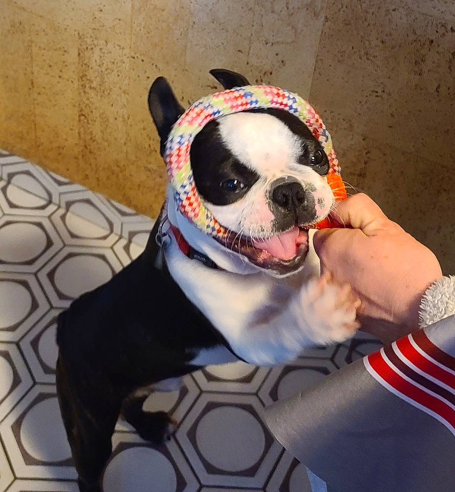 Tacos participe au concours pour gagner de l'argent avec cette photo : boston_terrier, carnivore, collar, companion_dog, dog, dog_breed, dog_clothes, dog_collar, dog_supply, eyewear, fawn, fur, personal_protective_equipment, pet_supply, selfie, snout, sporting_group, vision_care, whiskers, working_animal