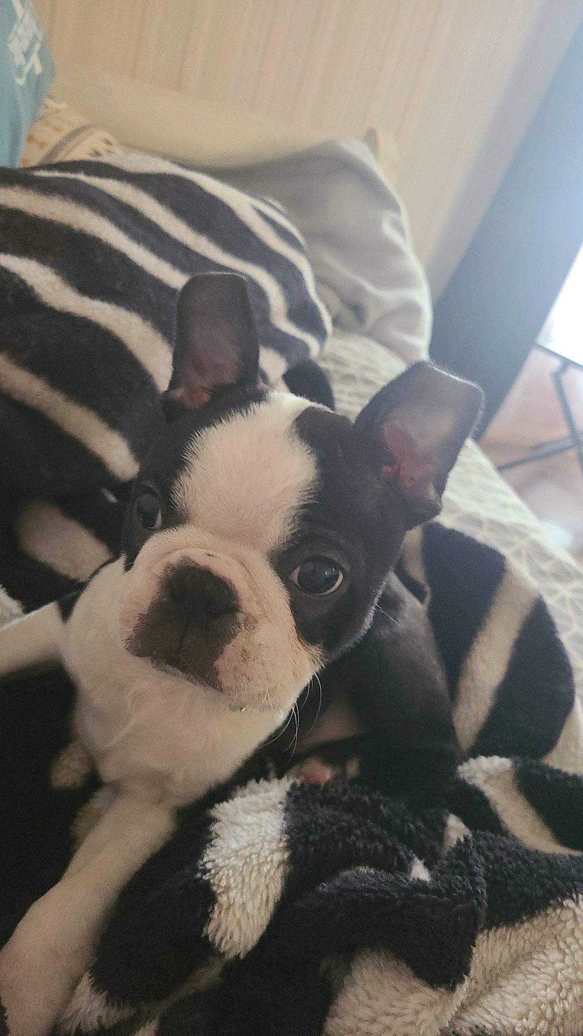 Tacos a rejoint le concours — aidez-le/la à gagner de superbes lots ! boston_terrier, bulldog, canidae, carnivore, comfort, companion_dog, dog, dog_breed, ear, eye, fawn, fur, head, puppy_love, snout, sporting_group, terrestrial_animal, toy_dog, whiskers, working_animal