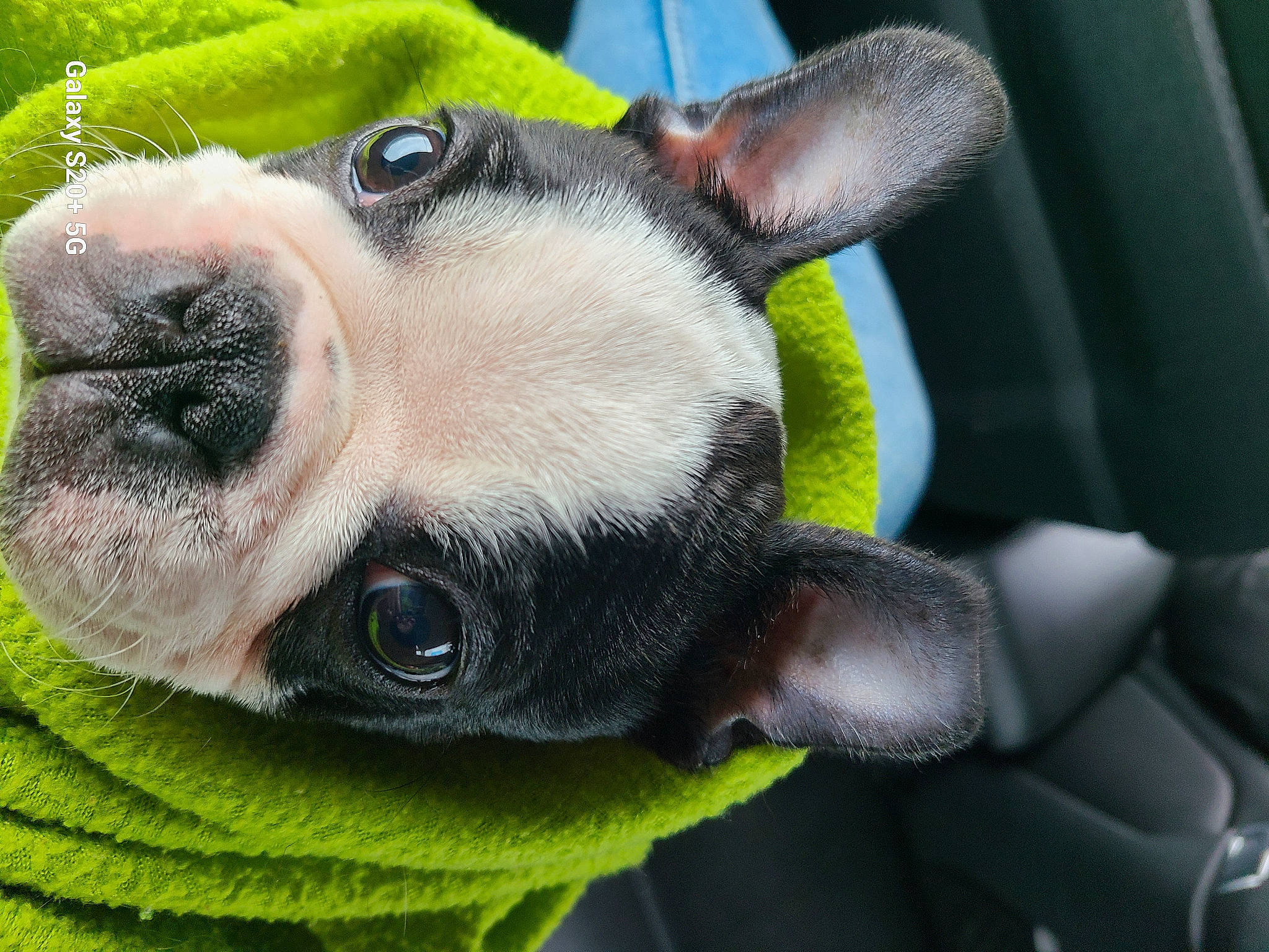 Tacos participe au concours pour gagner de l'argent avec cette photo : canidae, carnivore, close_up, collar, companion_dog, dog, dog_breed, dog_collar, ear, fawn, fur, paw, puppy, snout, sporting_group, terrestrial_animal, toy_dog, whiskers, working_animal, working_dog