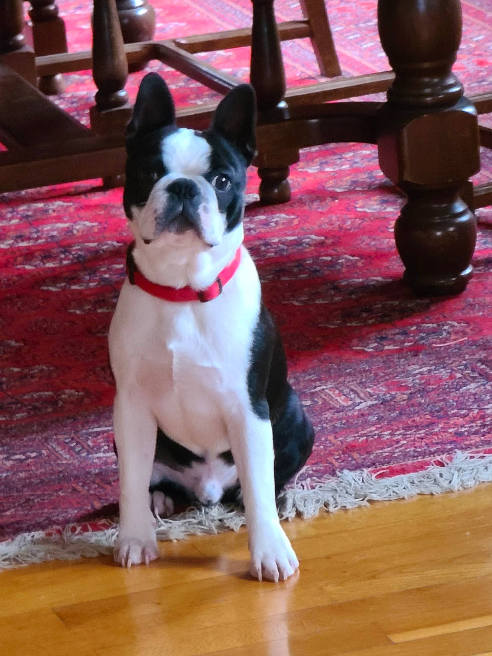 Tacos participe au concours pour gagner de l'argent avec cette photo : boston_terrier, bulldog, canidae, carmine, carnivore, collar, companion_dog, dog, dog_breed, dog_collar, fashion_accessory, fawn, flooring, hardwood, leash, snout, sporting_group, varnish, wood, working_animal