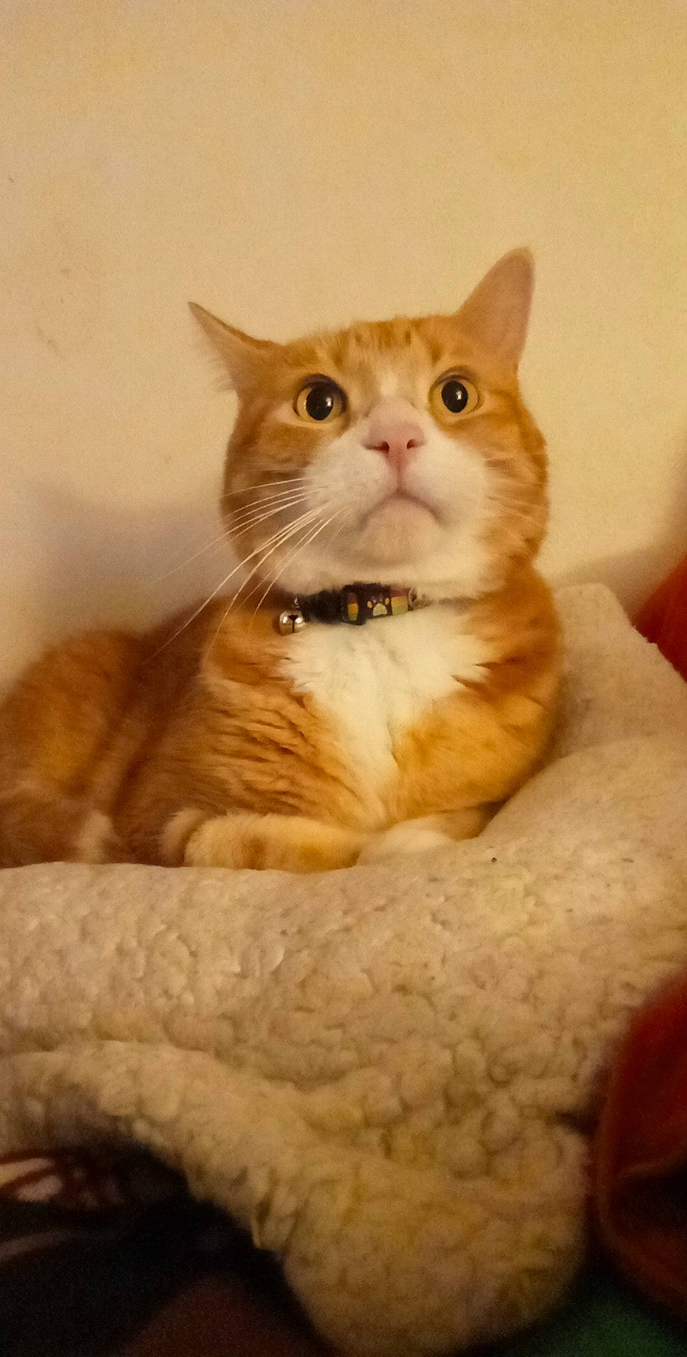 Oliver is registered to the contest to win money with this photo: carnivore, cat, cat_supply, comfort, domestic_short_haired_cat, eye, fawn, felidae, fur, iris, pet_supply, sitting, small_to_medium_sized_cats, snout, terrestrial_animal, whiskers, window