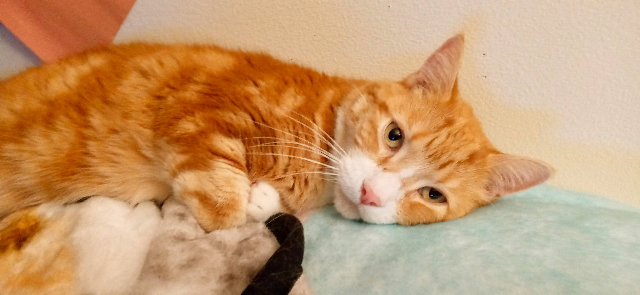 Oliver is registered to the contest to win money with this photo: carnivore, cat, claw, comfort, domestic_short_haired_cat, ear, eye, fawn, felidae, foot, fur, nap, paw, small_to_medium_sized_cats, snout, tail, whiskers, wood