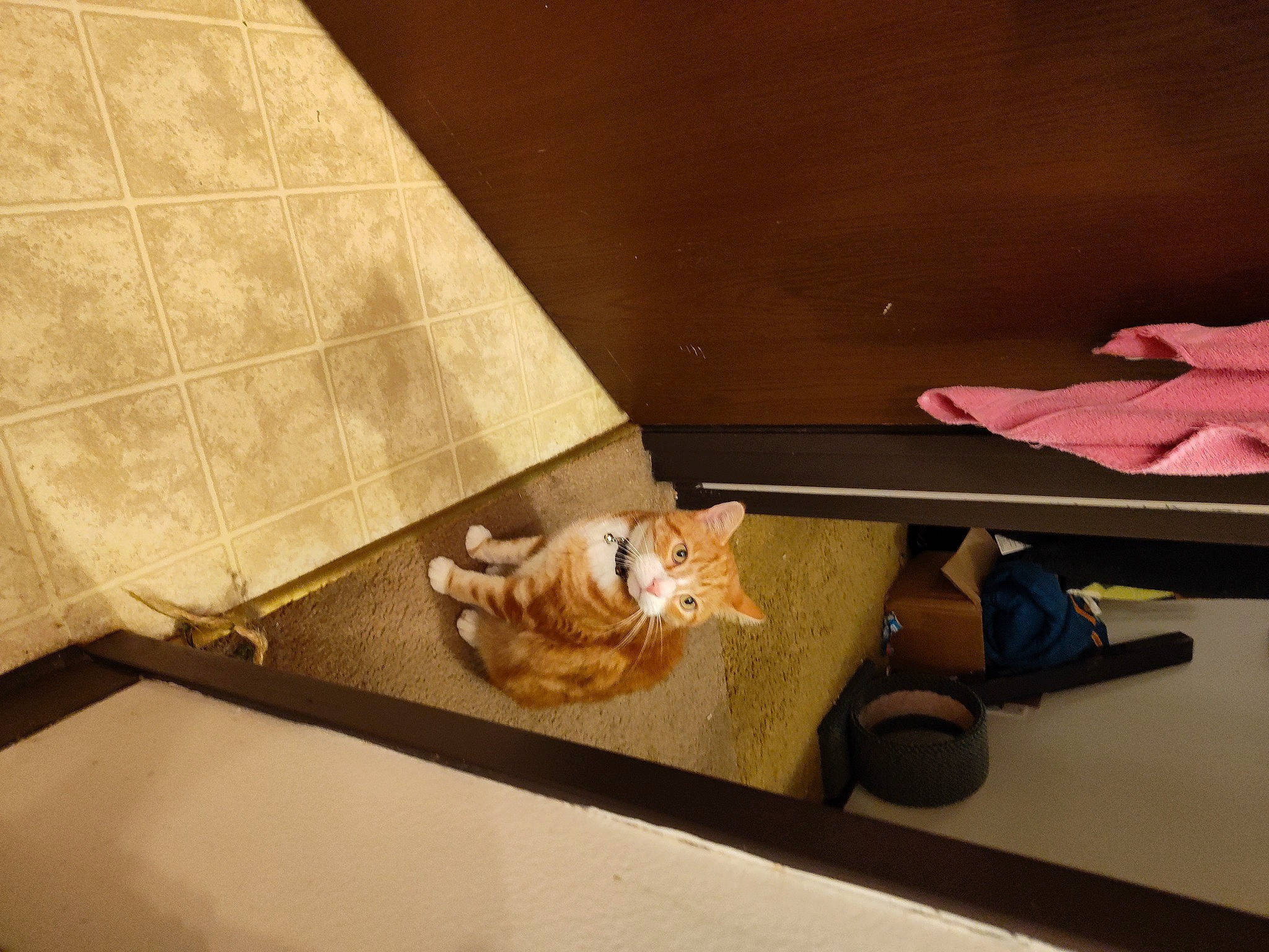 Oliver joined the competition — help win amazing prizes! box, carnivore, cat, comfort, couch, domestic_short_haired_cat, fawn, felidae, floor, flooring, fur, hardwood, laminate_flooring, plywood, room, small_to_medium_sized_cats, table, tail, whiskers, wood