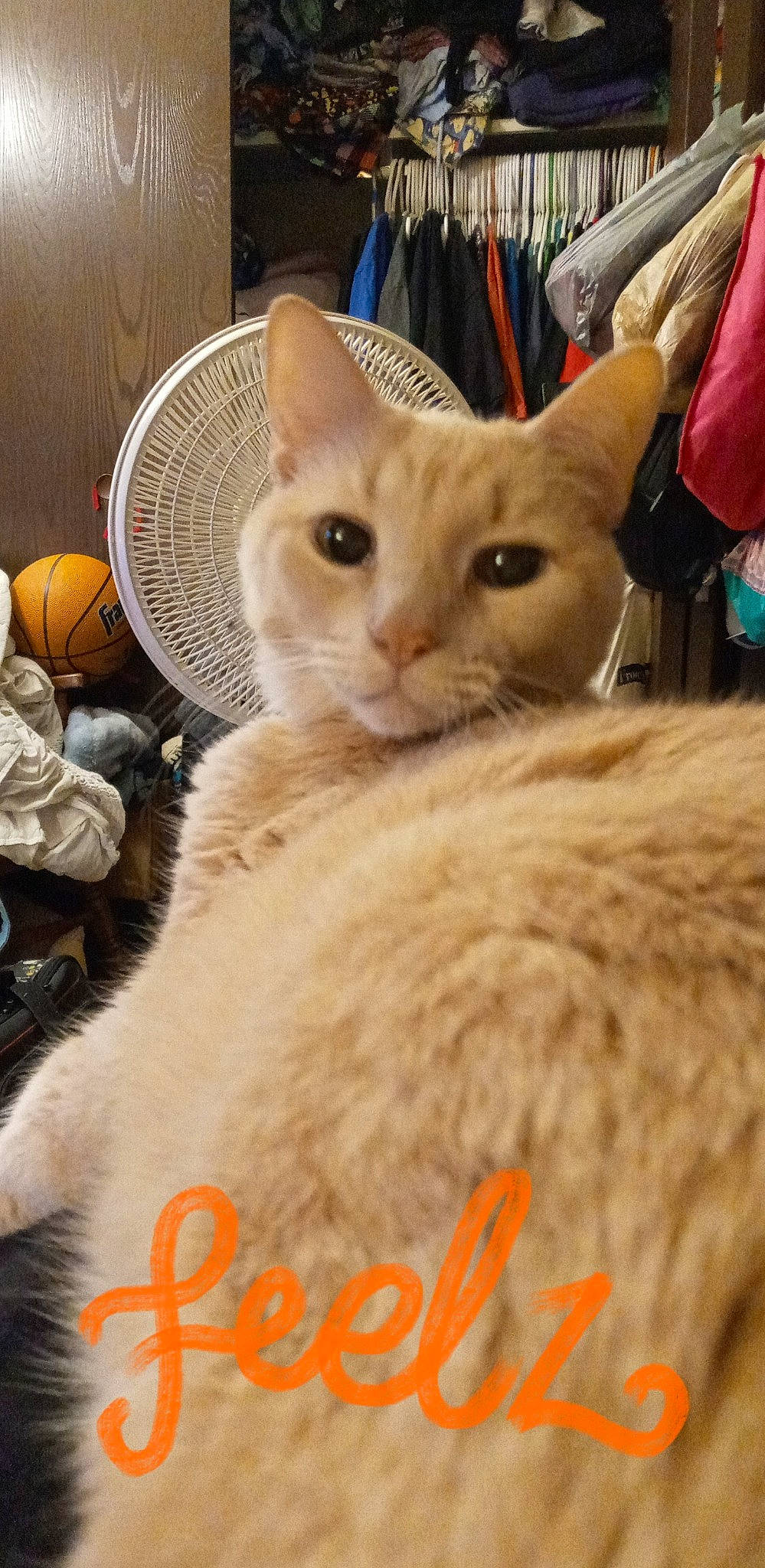 Baby Kitty is registered to the contest to win money with this photo: carnivore, cat, claw, comfort, domestic_short_haired_cat, fawn, felidae, fur, iris, paw, photo_caption, small_to_medium_sized_cats, snout, tail, whiskers