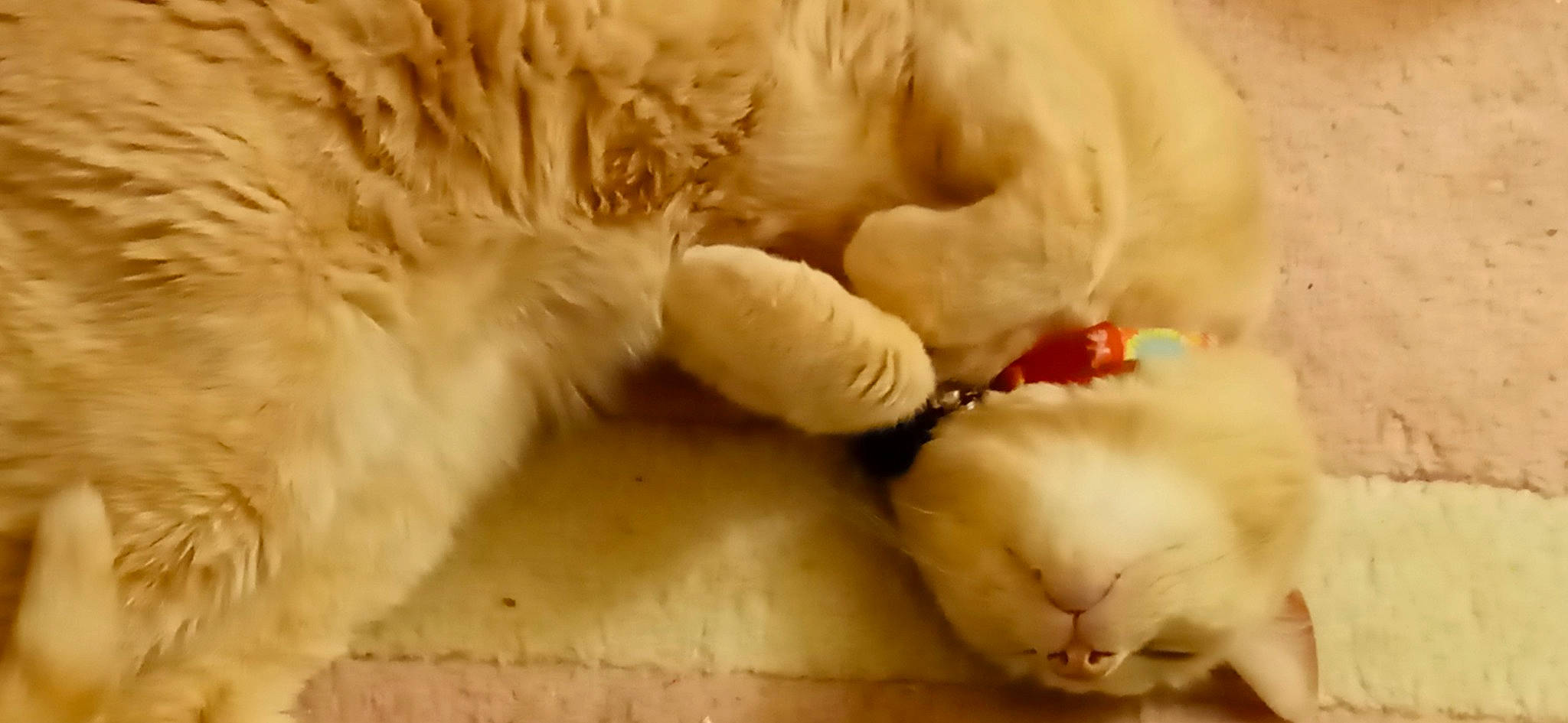 Baby Kitty joined the competition — help win amazing prizes! canidae, cat, comfort, companion_dog, dog_breed, fawn, felidae, fur, nap, paw, small_to_medium_sized_cats, snout, sporting_group, tail, toy, whiskers