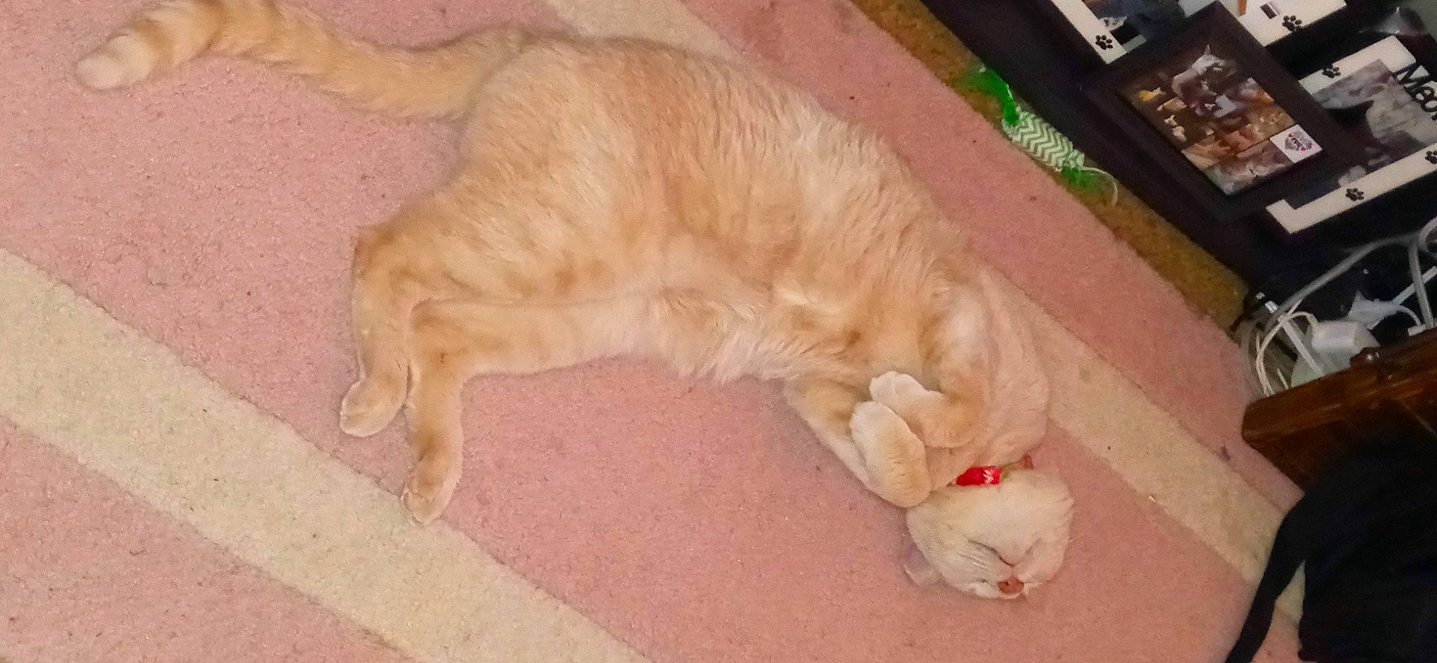 Baby Kitty is registered to the contest to win money with this photo: canidae, carnivore, cat, comfort, companion_dog, dog_breed, domestic_short_haired_cat, fawn, felidae, floor, flooring, fur, hardwood, paw, small_to_medium_sized_cats, snout, sporting_group, tail, whiskers, wood