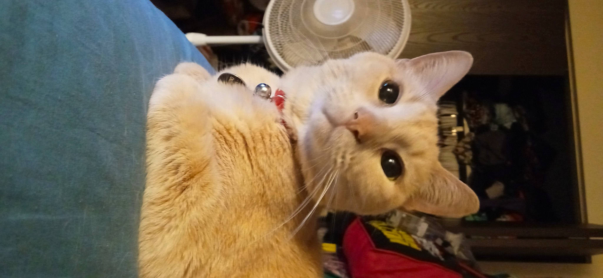 Baby Kitty is registered to the contest to win money with this photo: carnivore, cat, claw, collar, domestic_short_haired_cat, ear, eye, fang, fawn, felidae, fur, head, mechanical_fan, paw, small_to_medium_sized_cats, snout, tail, thai, whiskers