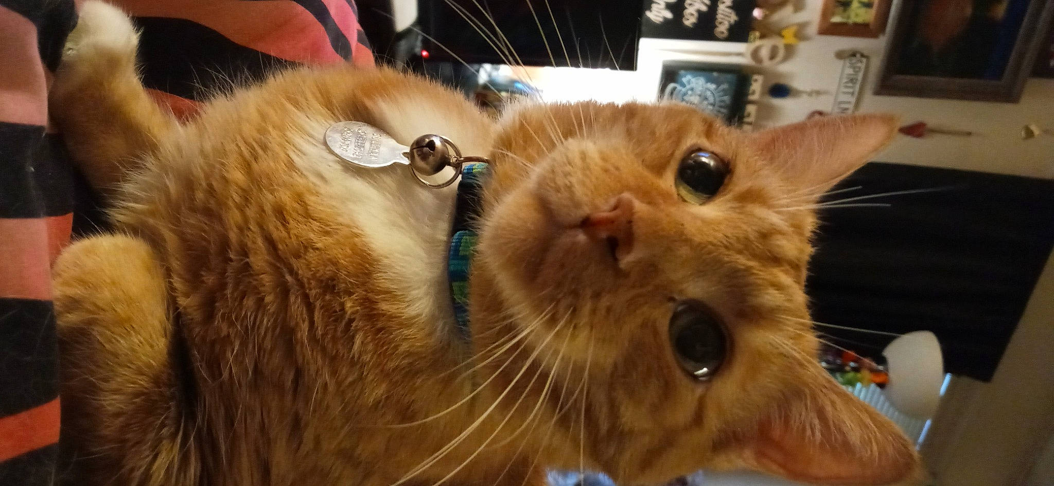 Sullivan is registered to the contest to win money with this photo: carnivore, cat, claw, collar, domestic_short_haired_cat, ear, eye, fang, fawn, felidae, flowerpot, fur, iris, nose, paw, picture_frame, small_to_medium_sized_cats, snout, whiskers