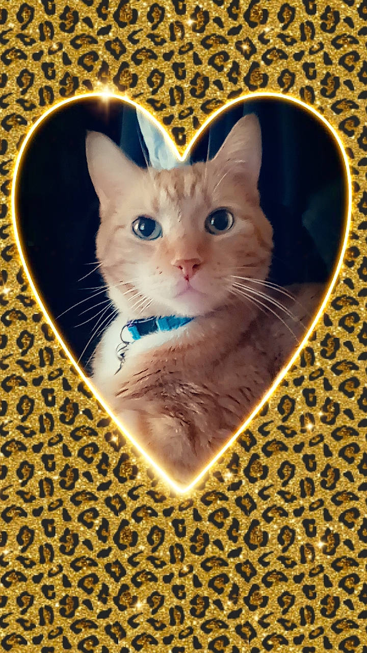 Sullivan is registered to the contest to win money with this photo: box, carnivore, cat, cat_supply, domestic_short_haired_cat, fashion_accessory, fawn, felidae, fur, illustration, packaging_and_labeling, pattern, paw, pet_supply, photo_caption, picture_frame, small_to_medium_sized_cats, snout, tail, whiskers