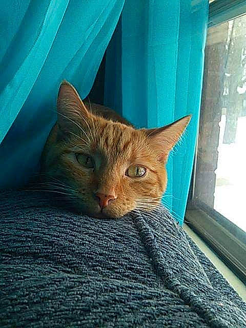 Sullivan joined the competition — help win amazing prizes! carnivore, cat, comfort, domestic_short_haired_cat, electric_blue, eye, fawn, felidae, fur, head, linens, sitting, small_to_medium_sized_cats, snout, tail, terrestrial_animal, whiskers, window