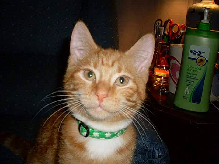 Sullivan is registered to the contest to win money with this photo: bottle, carnivore, cat, collar, domestic_short_haired_cat, drink, fawn, felidae, fur, liquid, paw, plastic_bottle, shelf, small_to_medium_sized_cats, snout, tail, water_bottle, whiskers, window, wine_bottle