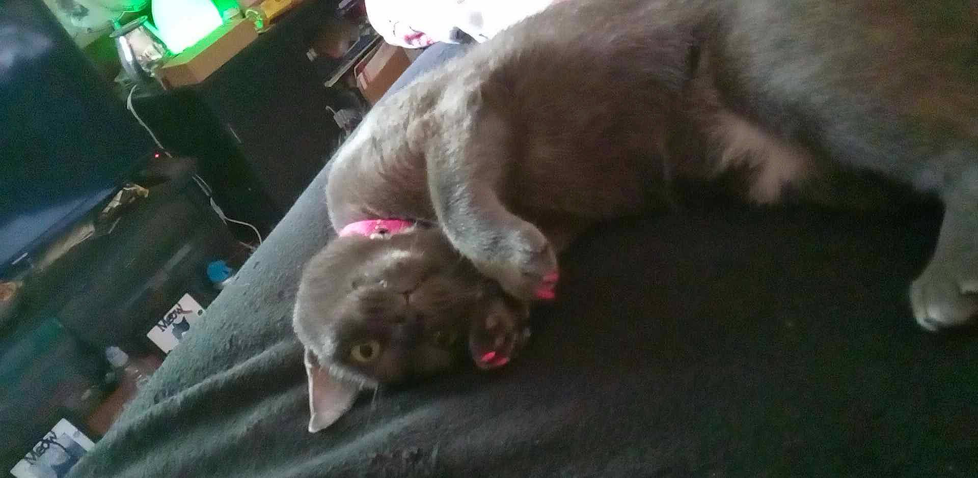 Nena is registered to the contest to win money with this photo: canidae, carnivore, chair, comfort, companion_dog, computer_keyboard, dog, dog_breed, fawn, felidae, fur, liver, small_to_medium_sized_cats, snout, sporting_group, television, whiskers, working_animal