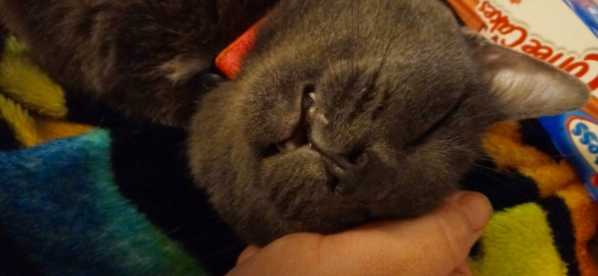 Nena joined the competition — help win amazing prizes! black_cat, carnivore, cat, claw, close_up, comfort, dog_breed, domestic_short_haired_cat, ear, felidae, fur, liver, nap, paw, small_to_medium_sized_cats, snout, tail, terrestrial_animal, whiskers, wrinkle