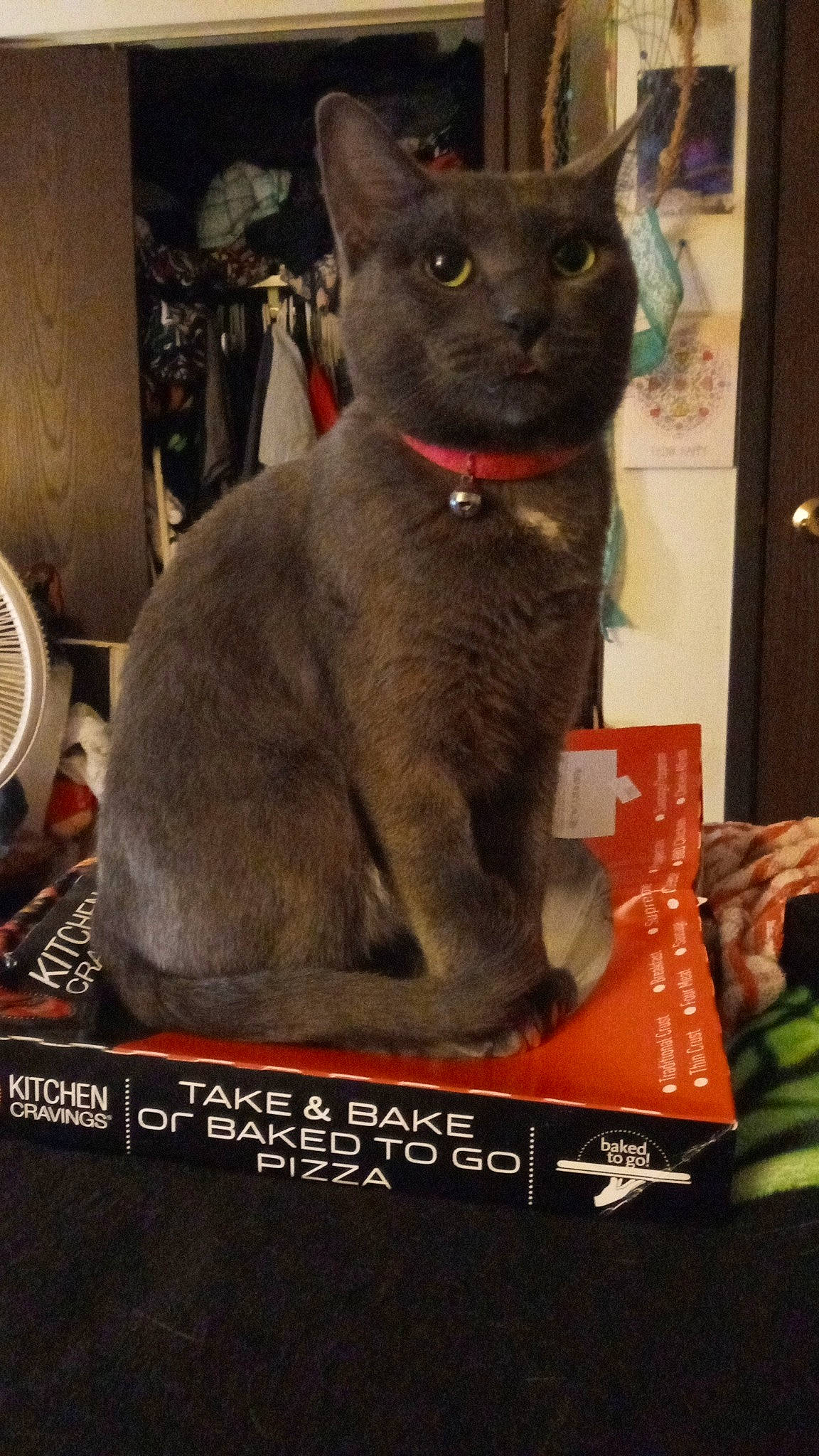 Nena is registered to the contest to win money with this photo: art, black_cat, carmine, carnivore, cat, cat_supply, domestic_short_haired_cat, felidae, fur, mechanical_fan, photo_caption, small_to_medium_sized_cats, snout, tail, terrestrial_animal, whiskers