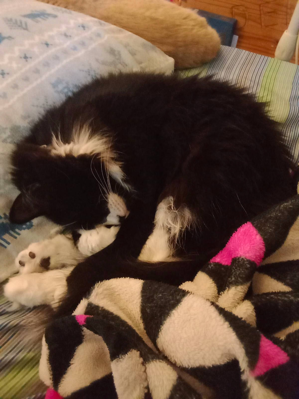 Jasper Mathew joined the competition — help win amazing prizes! canidae, carnivore, cat, cat_bed, claw, cloud, comfort, companion_dog, dog_breed, felidae, fur, magenta, nap, paw, sleep, small_to_medium_sized_cats, snout, tail, terrestrial_animal, whiskers