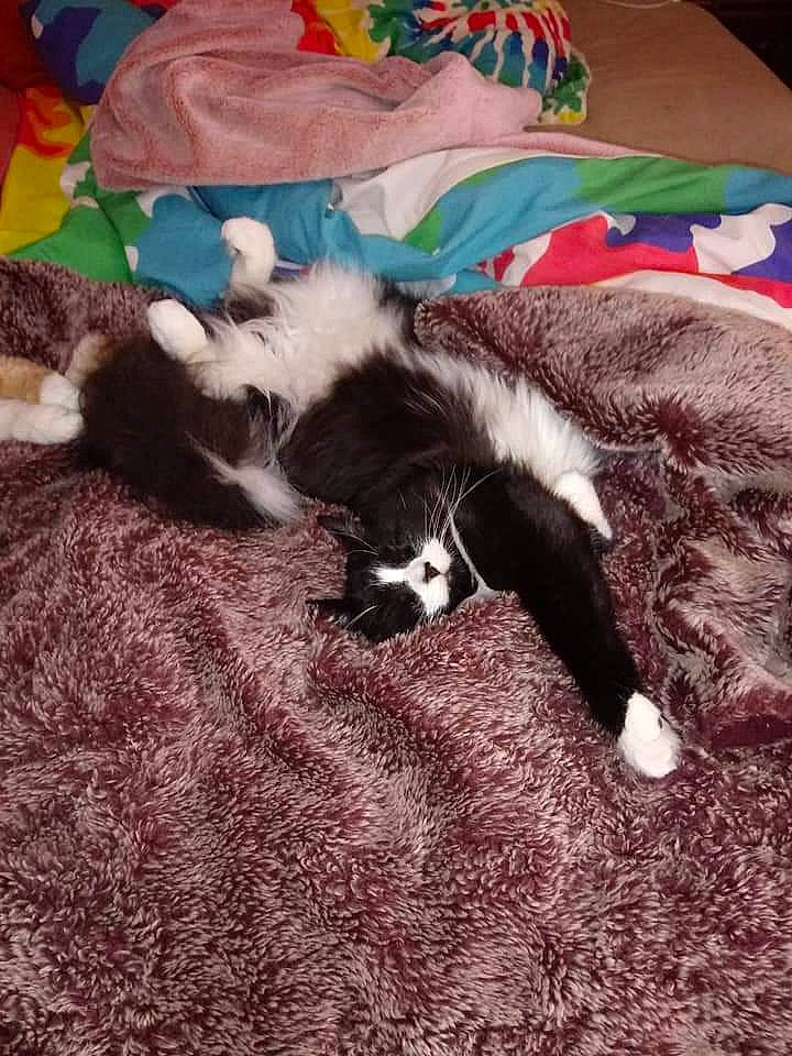 Jasper Mathew is registered to the contest to win money with this photo: canidae, carnivore, cat, comfort, companion_dog, dog_breed, domestic_short_haired_cat, felidae, fur, grass, linens, mammal, nap, paw, small_to_medium_sized_cats, sporting_group, tail, whiskers, wood