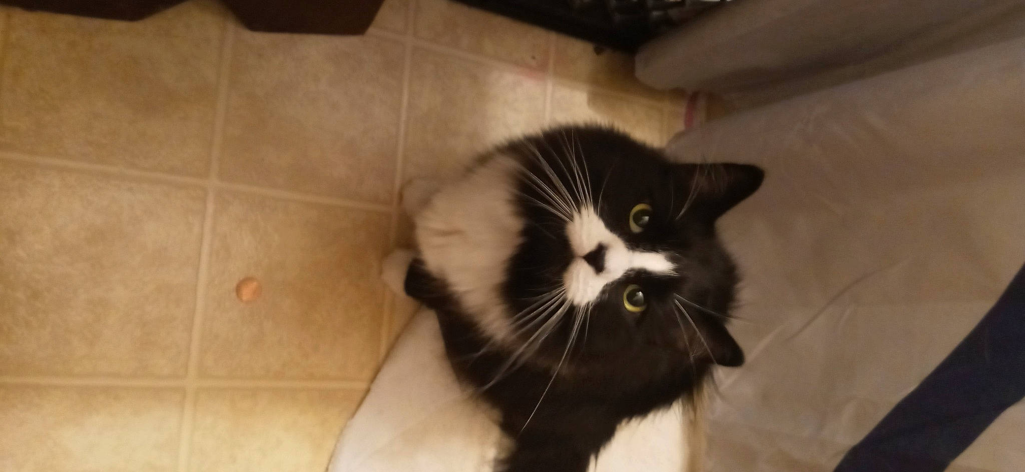 Jasper Mathew is registered to the contest to win money with this photo: carnivore, cat, claw, domestic_short_haired_cat, felidae, floor, flooring, fur, hardwood, monochrome, monochrome_photography, small_to_medium_sized_cats, snout, tail, terrestrial_animal, tile_flooring, whiskers, window