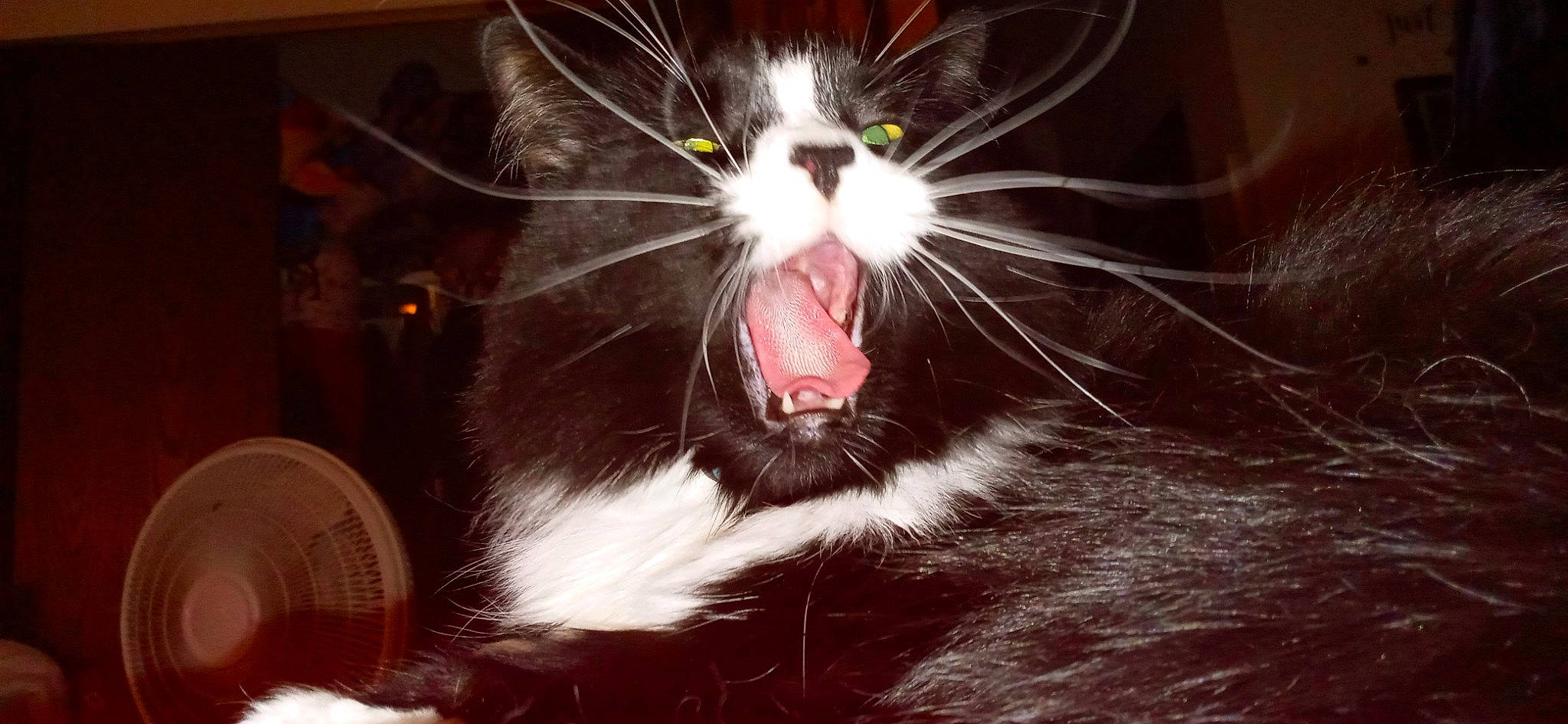 Jasper Mathew joined the competition — help win amazing prizes! carnivore, cat, claw, domestic_short_haired_cat, eye, fang, felidae, fur, jaw, paw, roar, shout, small_to_medium_sized_cats, snout, tail, terrestrial_animal, tooth, whiskers, window, yawn
