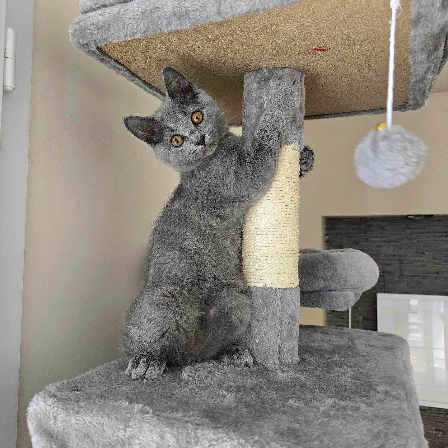 Alpha participe au concours pour gagner de l'argent avec cette photo : abyssinian, alloywheel, animal, box, car, carwheel, cat, couch, cushion, furniture, gray, homedecor, indoors, kitten, machine, manx, pet, plywood, spoke, wood