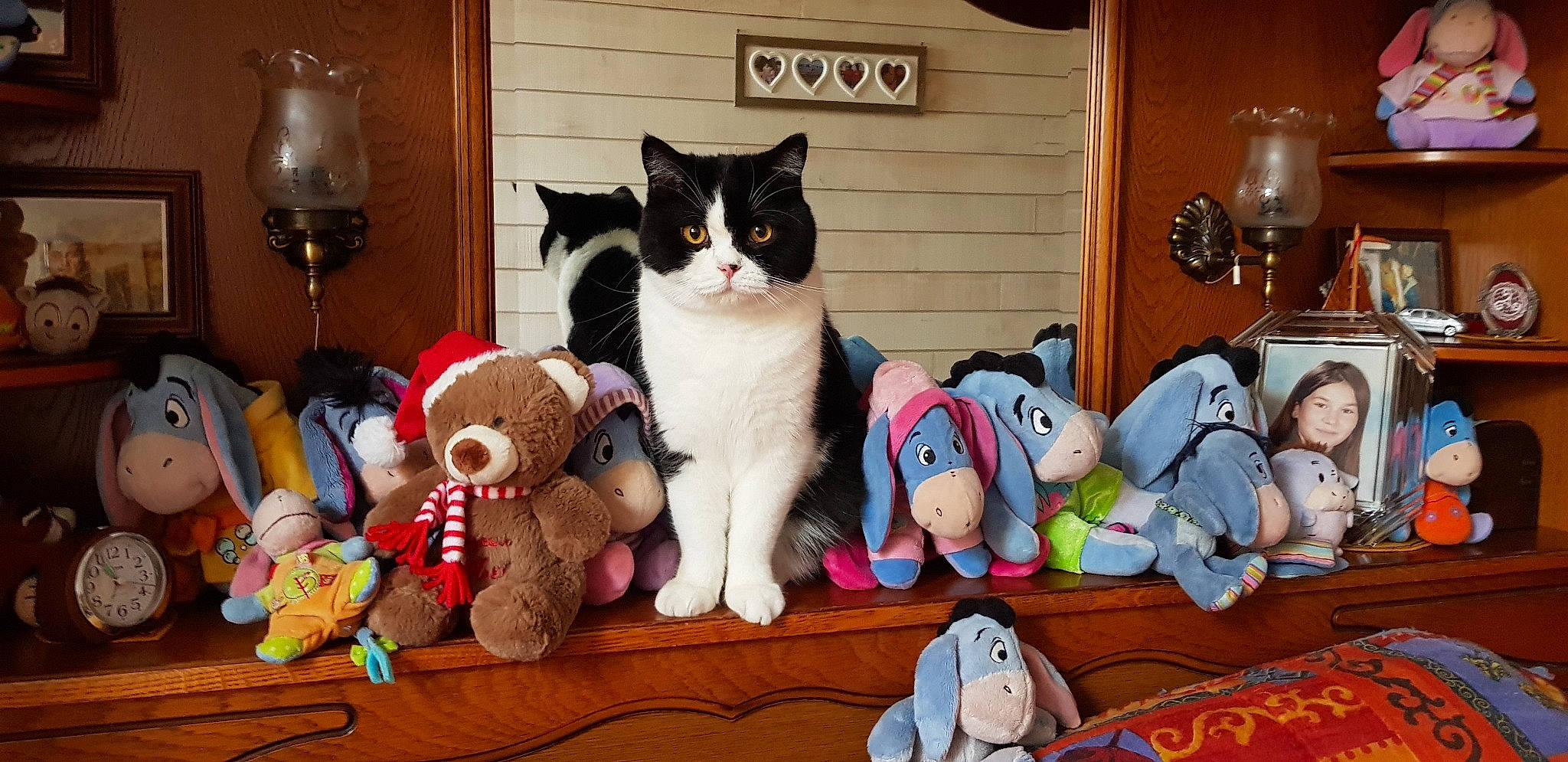 Snoopy a rejoint le concours — aidez-le/la à gagner de superbes lots ! carmine, carnivore, cat, collection, domestic_short_haired_cat, event, felidae, fur, lamp, linens, mammal, plush, room, small_to_medium_sized_cats, stuffed_toy, tail, toy, vertebrate, whiskers, wood