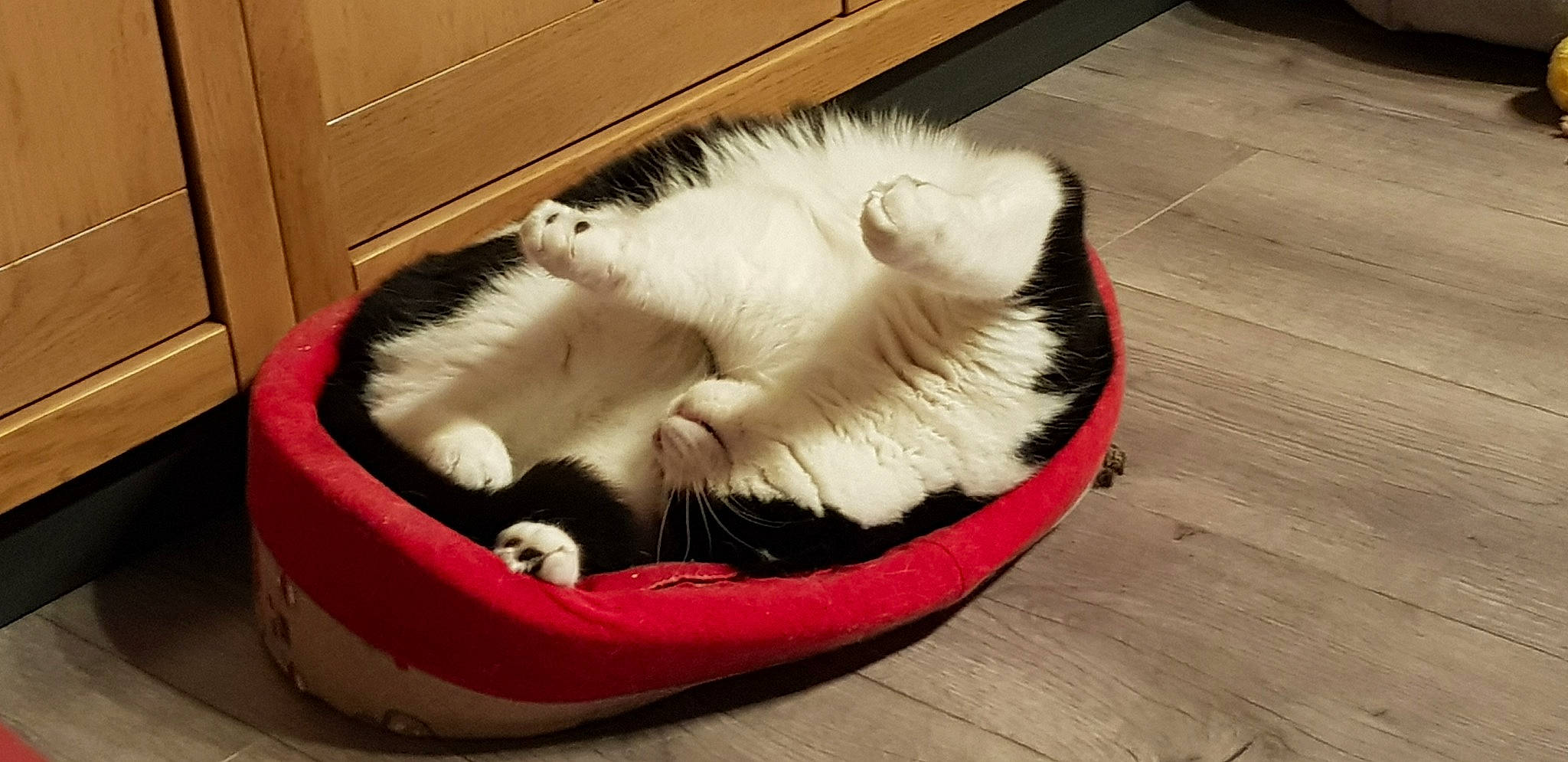 Snoopy participe au concours pour gagner de l'argent avec cette photo : balinese, bean_bag, bean_bag_chair, carnivore, cat, cat_bed, cat_furniture, cat_supply, comfort, companion_dog, dog_bed, felidae, flooring, fur, hardwood, pet_supply, small_to_medium_sized_cats, tail, whiskers, wood