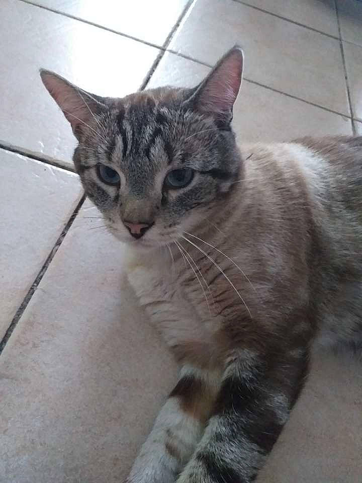 Nuage participe au concours pour gagner de l'argent avec cette photo : aegean_cat, american_shorthair, arabian_mau, asian, california_spangled, carnivore, cat, domestic_short_haired_cat, dragon_li, egyptian_mau, european_shorthair, felidae, kitten, mammal, polydactyl_cat, small_to_medium_sized_cats, tabby_cat, tail, vertebrate, whiskers