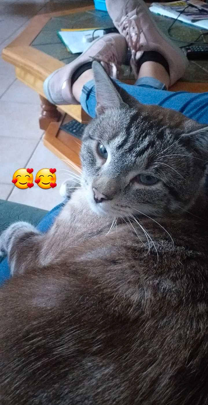 Nuage participe au concours pour gagner de l'argent avec cette photo : american_shorthair, asian, british_shorthair, carnivore, cat, domestic_short_haired_cat, ear, european_shorthair, fawn, felidae, kitten, nebelung, russian_blue, small_to_medium_sized_cats, tabby_cat, whiskers