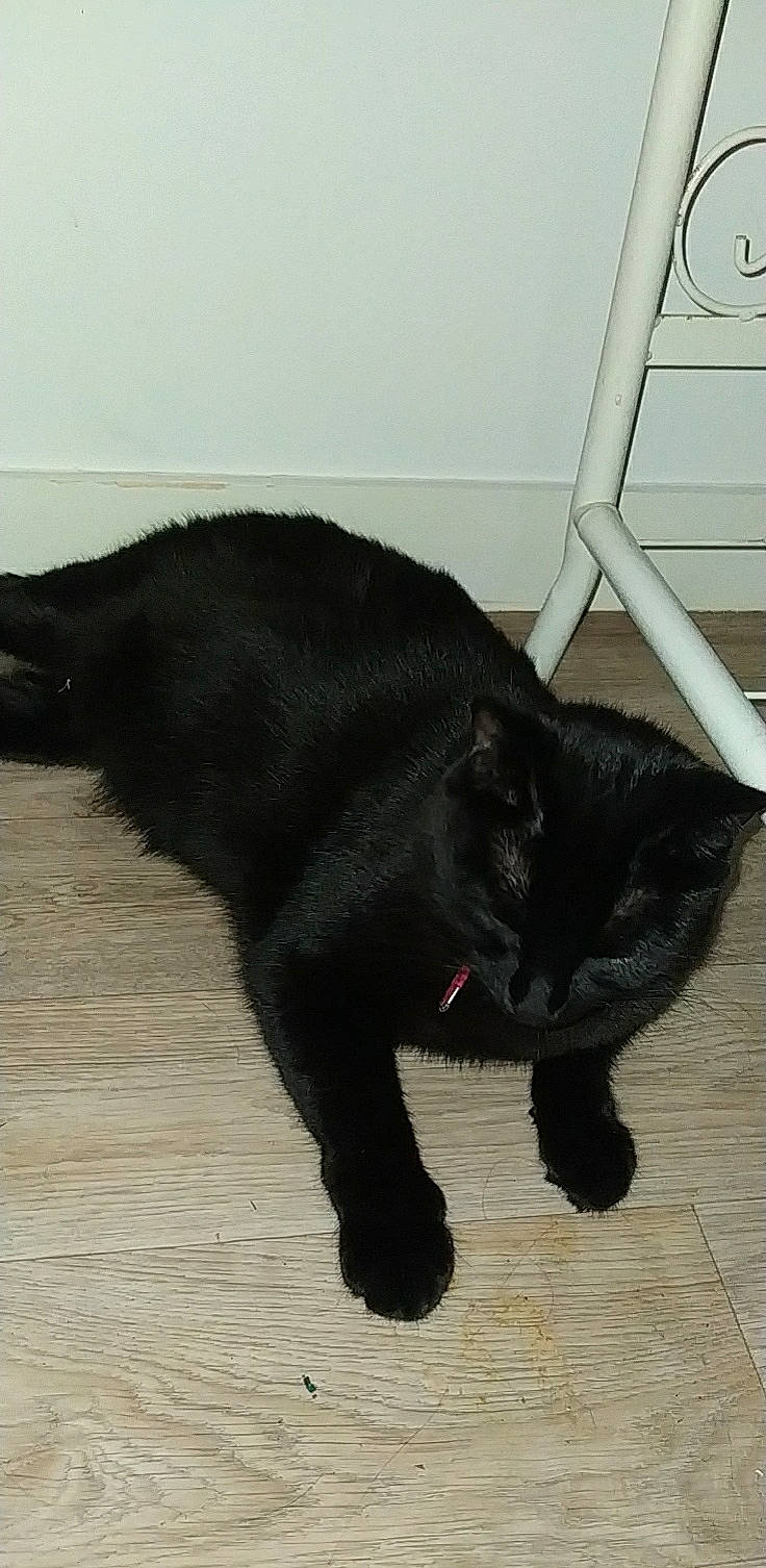 Chtimite a rejoint le concours — aidez-le/la à gagner de superbes lots ! asian, black, black_cat, bombay, carnivore, cat, domestic_short_haired_cat, felidae, fur, korat, mammal, polydactyl_cat, small_to_medium_sized_cats, snout, tail, vertebrate, whiskers