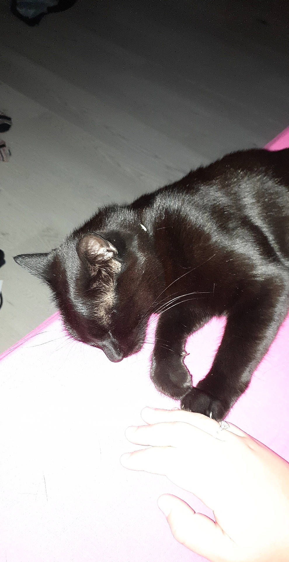 Chtimite participe au concours pour gagner de l'argent avec cette photo : black, black_cat, carnivore, cat, domestic_short_haired_cat, ear, felidae, fur, havana_brown, kitten, korat, pink, small_to_medium_sized_cats, snout, tail, whiskers