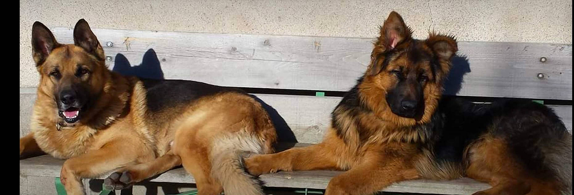 Gordon a rejoint le concours — aidez-le/la à gagner de superbes lots ! belgian_shepherd, bohemian_shepherd, canidae, carnivore, companion_dog, dog, dog_breed, east_european_shepherd, german_shepherd_dog, king_shepherd, kunming_wolfdog, mammal, old_german_shepherd_dog, police_dog, rare_breed_dog, shiloh_shepherd_dog, snout, tervuren, vertebrate, wolfdog