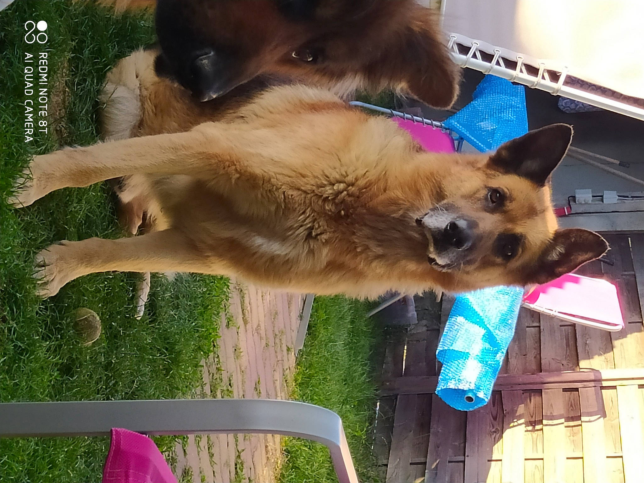 Gordon a rejoint le concours — aidez-le/la à gagner de superbes lots ! belgian_shepherd, belgian_shepherd_malinois, canidae, carnivore, dog, dog_breed, fawn, german_shepherd_dog, mammal, snout, sporting_group, vertebrate