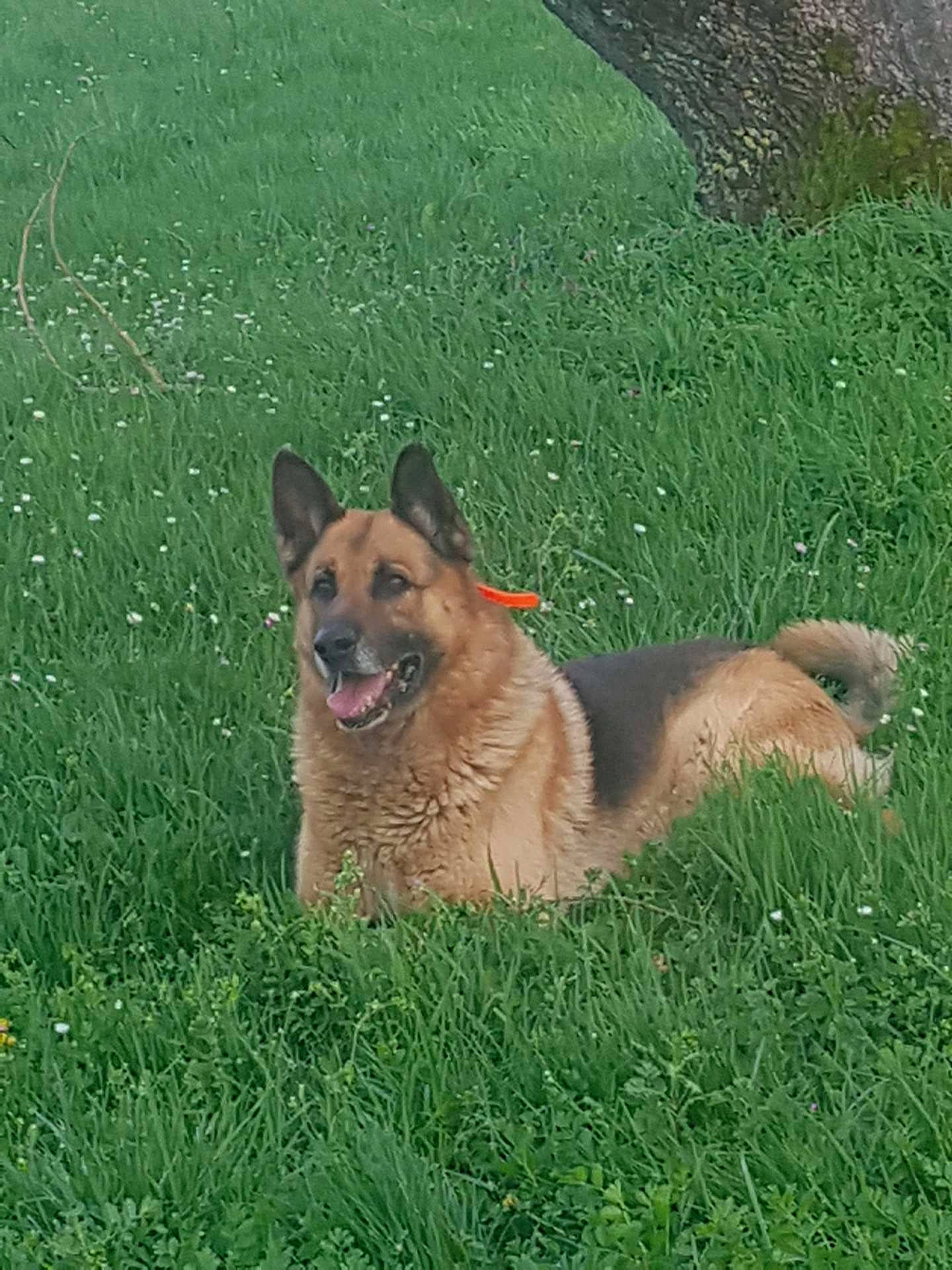 Gordon participe au concours pour gagner de l'argent avec cette photo : basque_shepherd_dog, belgian_shepherd, belgian_shepherd_malinois, canidae, carnivore, dog, dog_breed, fawn, german_shepherd_dog, grass, herding_dog, king_shepherd, laekenois, mammal, old_german_shepherd_dog, shiloh_shepherd_dog, sporting_group, tervuren, vertebrate, working_dog