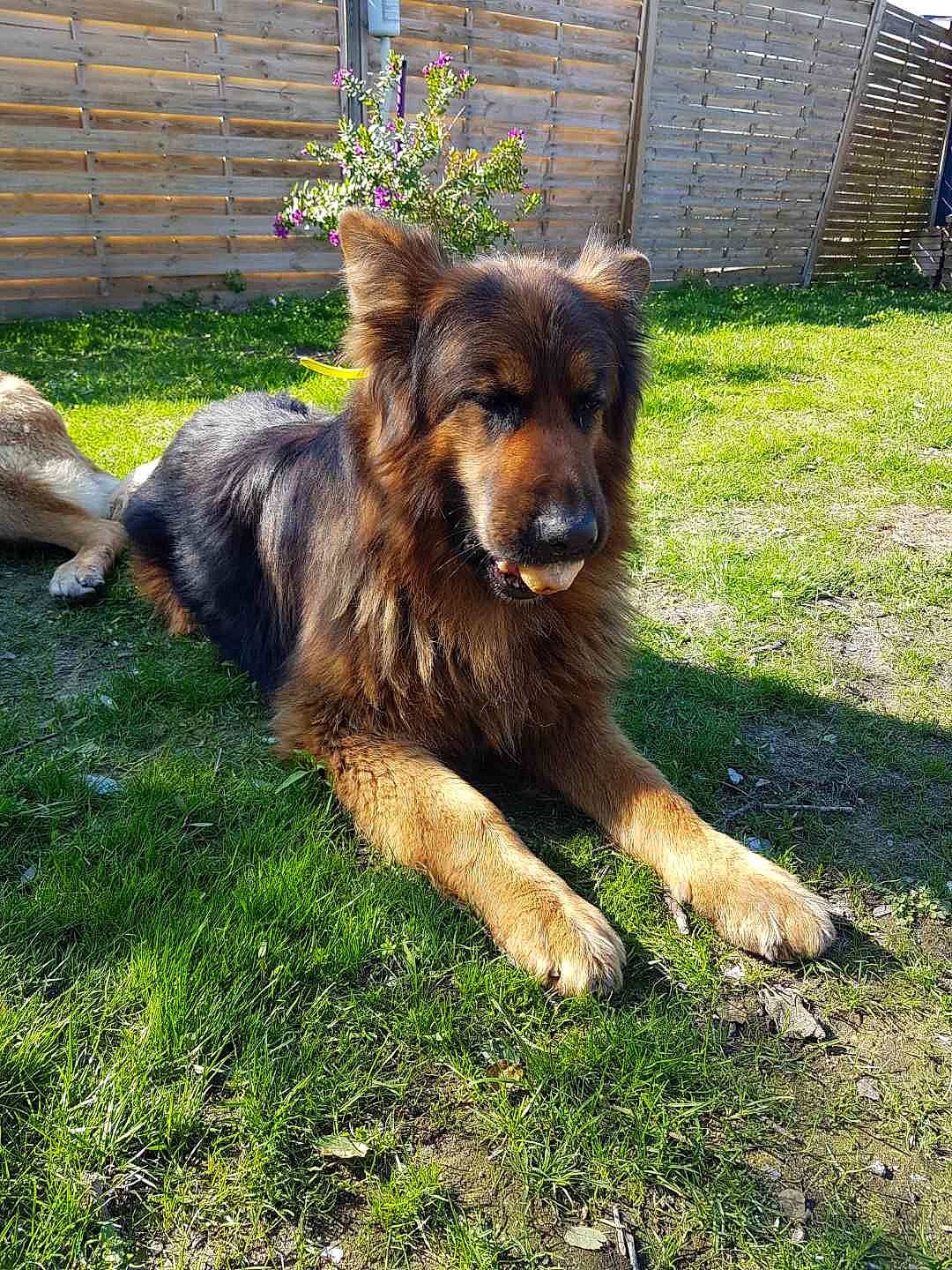 Jack a rejoint le concours — aidez-le/la à gagner de superbes lots ! basque_shepherd_dog, bohemian_shepherd, canidae, carnivore, companion_dog, dog, dog_breed, grass, hovawart, mammal, old_german_shepherd_dog, sporting_group, vertebrate