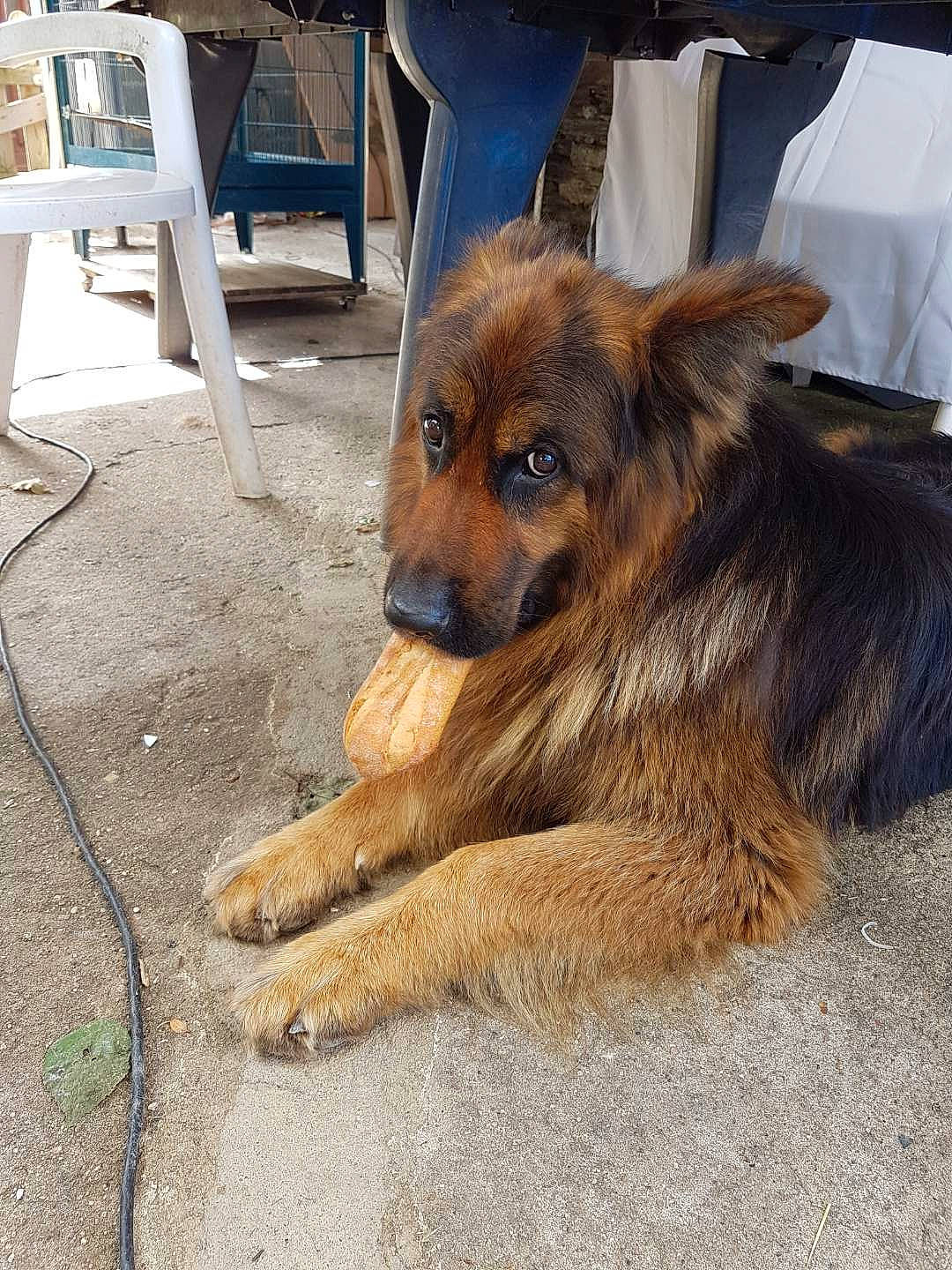 Jack participe au concours pour gagner de l'argent avec cette photo : basque_shepherd_dog, canidae, carnivore, companion_dog, dog, dog_breed, fawn, german_shepherd_dog, king_shepherd, mammal, old_german_shepherd_dog, puppy, rare_breed_dog, snout, sporting_group, street_dog, working_dog