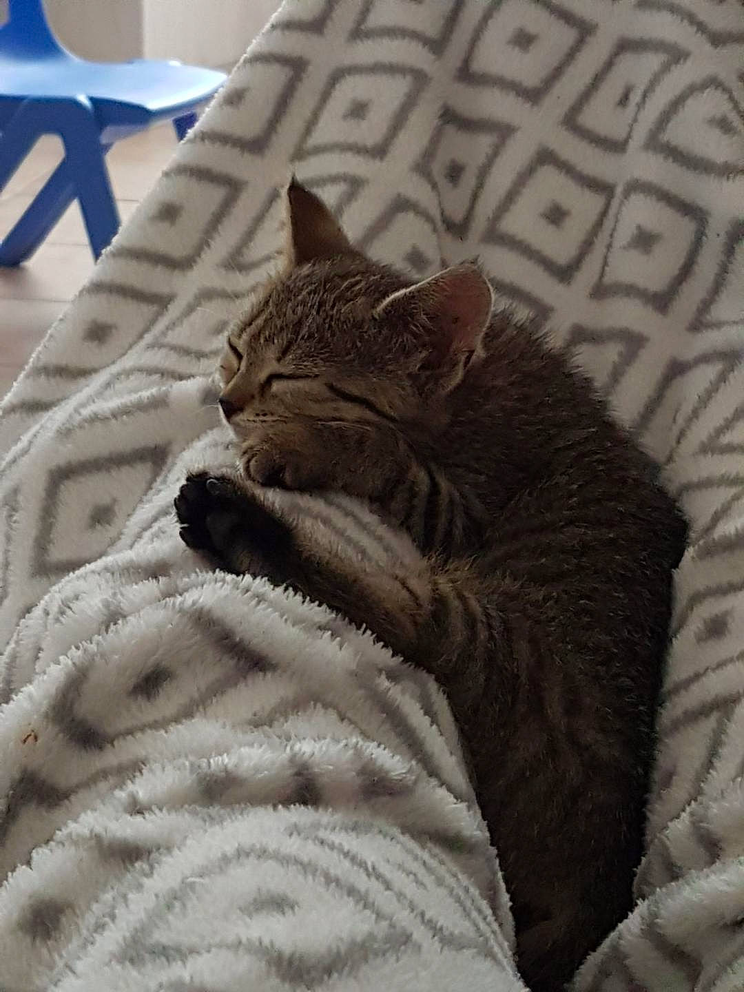 Rosy participe au concours pour gagner de l'argent avec cette photo : american_shorthair, asian, bed, california_spangled, carnivore, cat, comfort, domestic_short_haired_cat, dragon_li, european_shorthair, felidae, fur, kitten, linens, nap, room, small_to_medium_sized_cats, tabby_cat, tail, whiskers