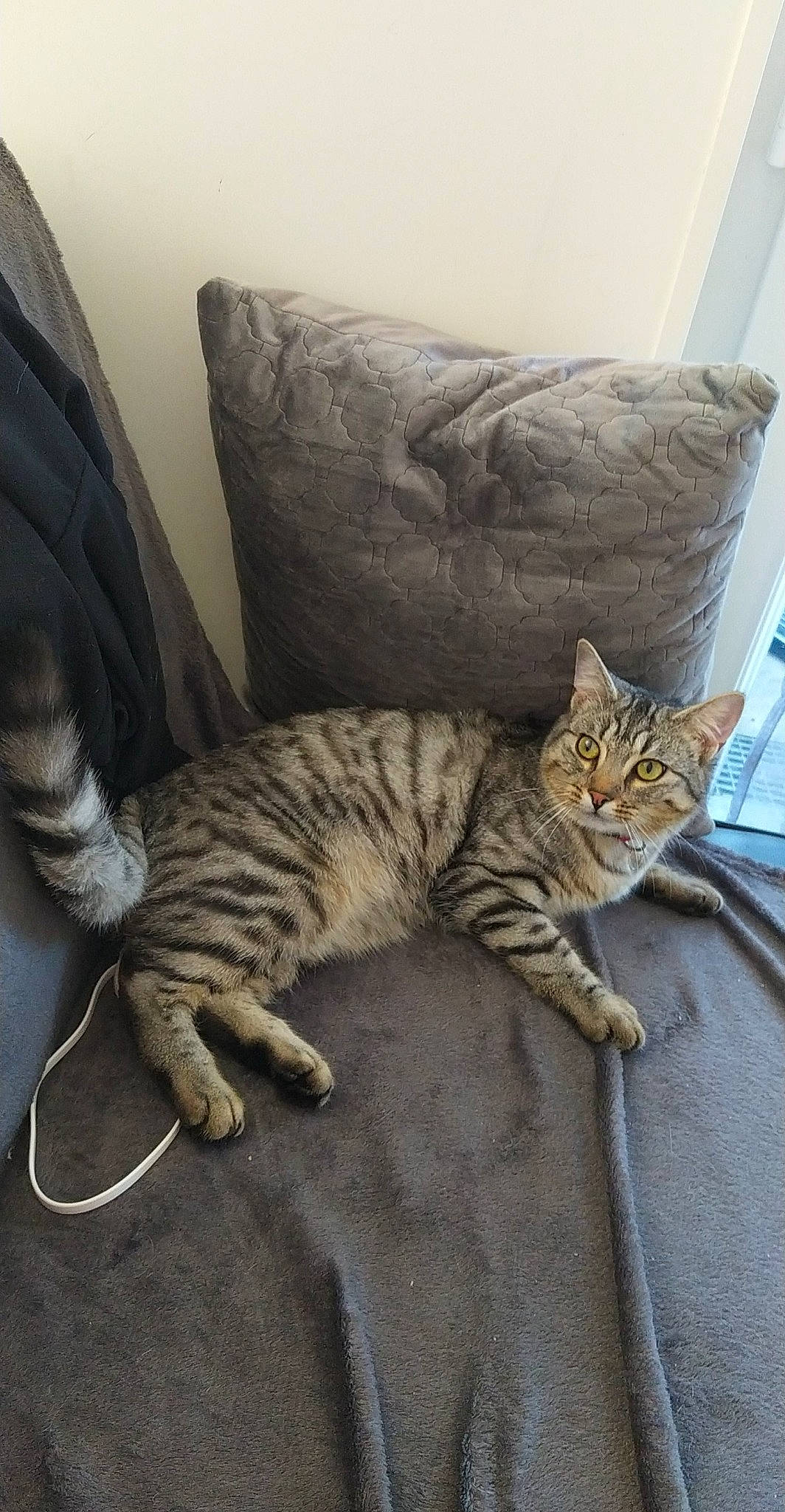 Rixie participe au concours pour gagner de l'argent avec cette photo : arabian_mau, bengal, california_spangled, carnivore, cat, domestic_short_haired_cat, dragon_li, egyptian_mau, european_shorthair, felidae, kitten, mammal, ocicat, pixie_bob, savannah, small_to_medium_sized_cats, tabby_cat, toyger, vertebrate, whiskers