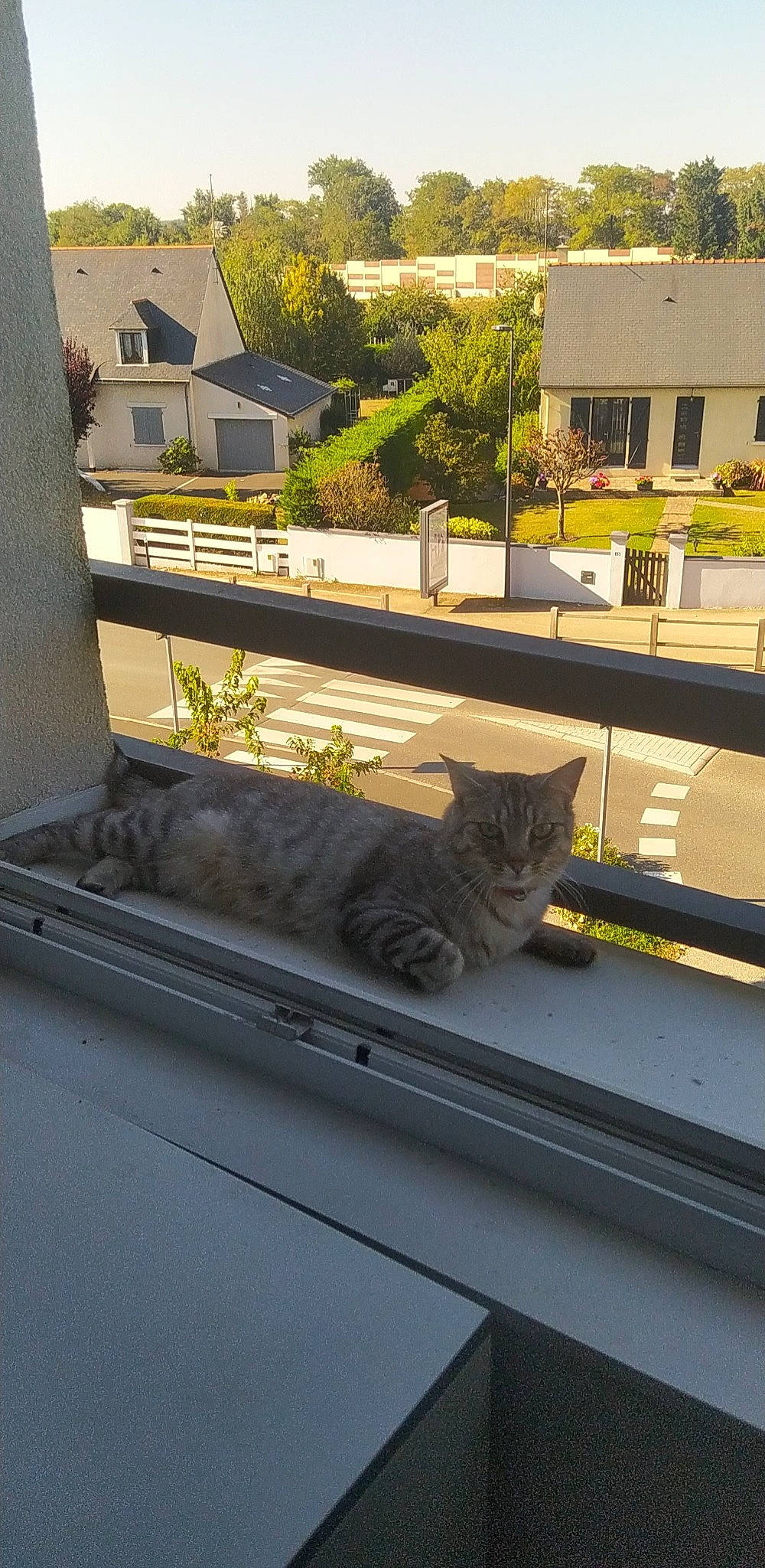 Rixie a rejoint le concours — aidez-le/la à gagner de superbes lots ! asphalt, automotive_exterior, building, carnivore, cat, facade, felidae, grass, house, landscape, motor_vehicle, plant, road, road_surface, roof, shade, small_to_medium_sized_cats, tree, urban_design, window