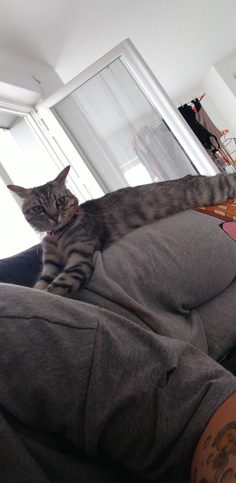 Rixie a rejoint le concours — aidez-le/la à gagner de superbes lots ! bedding, carnivore, cat, comfort, couch, domestic_short_haired_cat, felidae, flooring, fur, grey, hardwood, human_leg, linens, living_room, small_to_medium_sized_cats, snout, tail, whiskers, window, wood