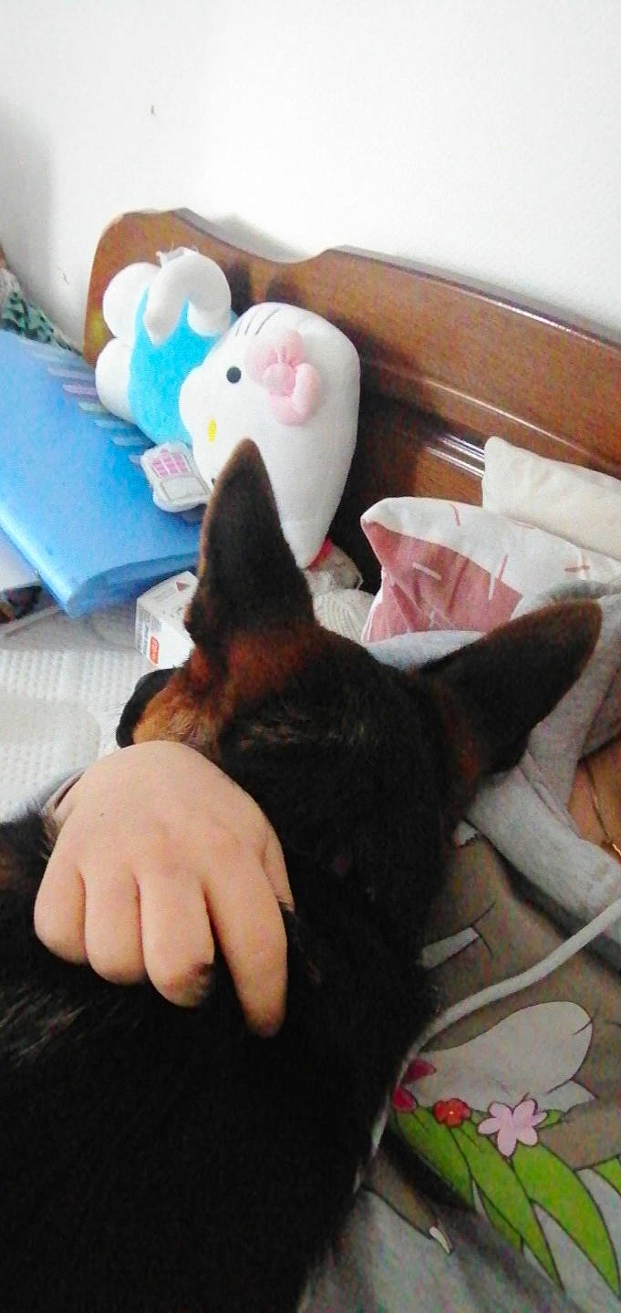 Sweety a rejoint le concours — aidez-le/la à gagner de superbes lots ! carnivore, comfort, companion_dog, dog, dog_breed, ear, fawn, felidae, finger, gesture, hand, head, lap, leg, nail, small_to_medium_sized_cats, snout, thigh, thumb, whiskers