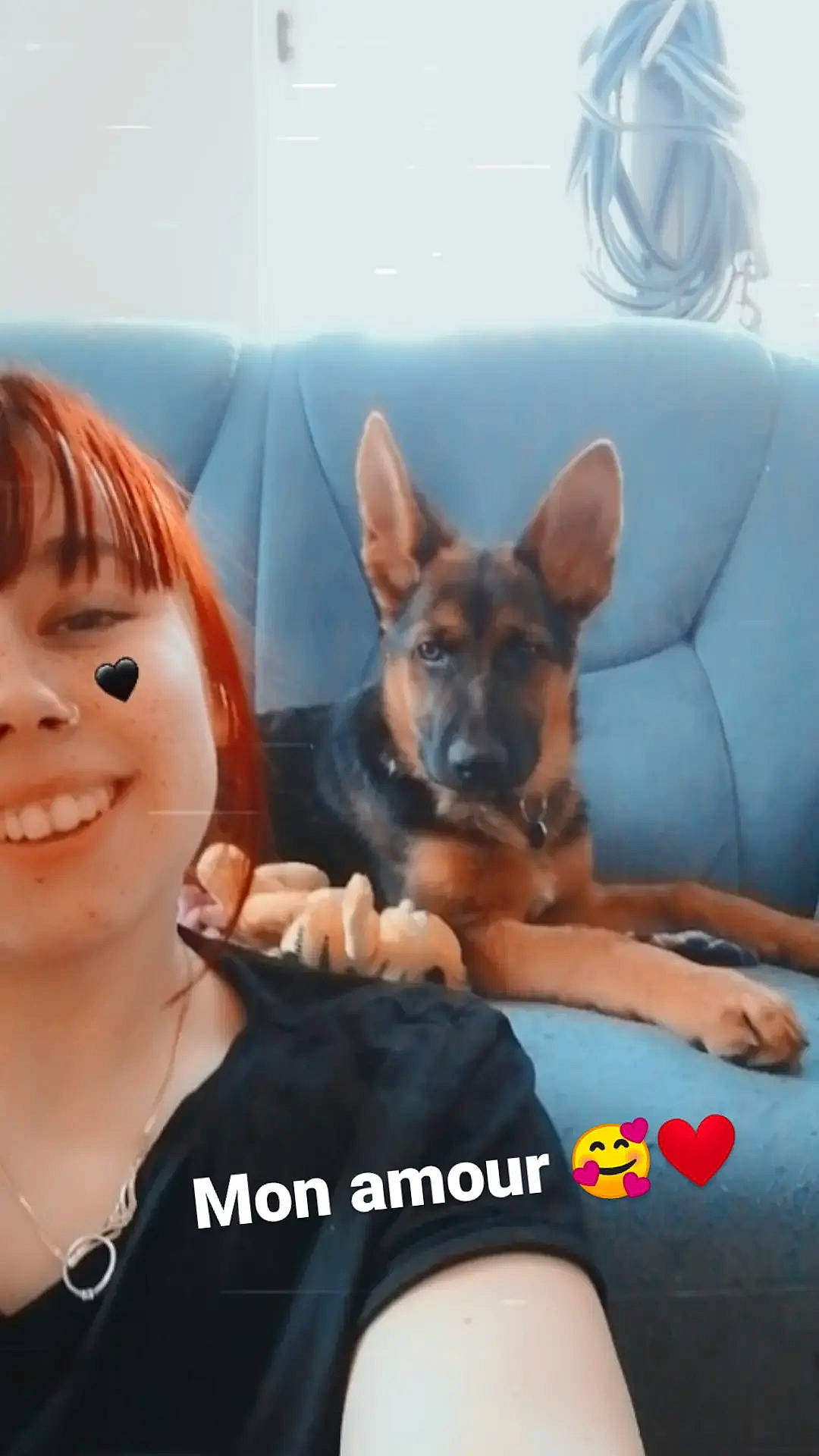 Sweety a rejoint le concours — aidez-le/la à gagner de superbes lots ! canidae, carnivore, comfort, companion_dog, dog, dog_breed, ear, fawn, fun, furniture, gesture, happy, lap, leg, sitting, smile, sporting_group, t_shirt, travel, working_animal