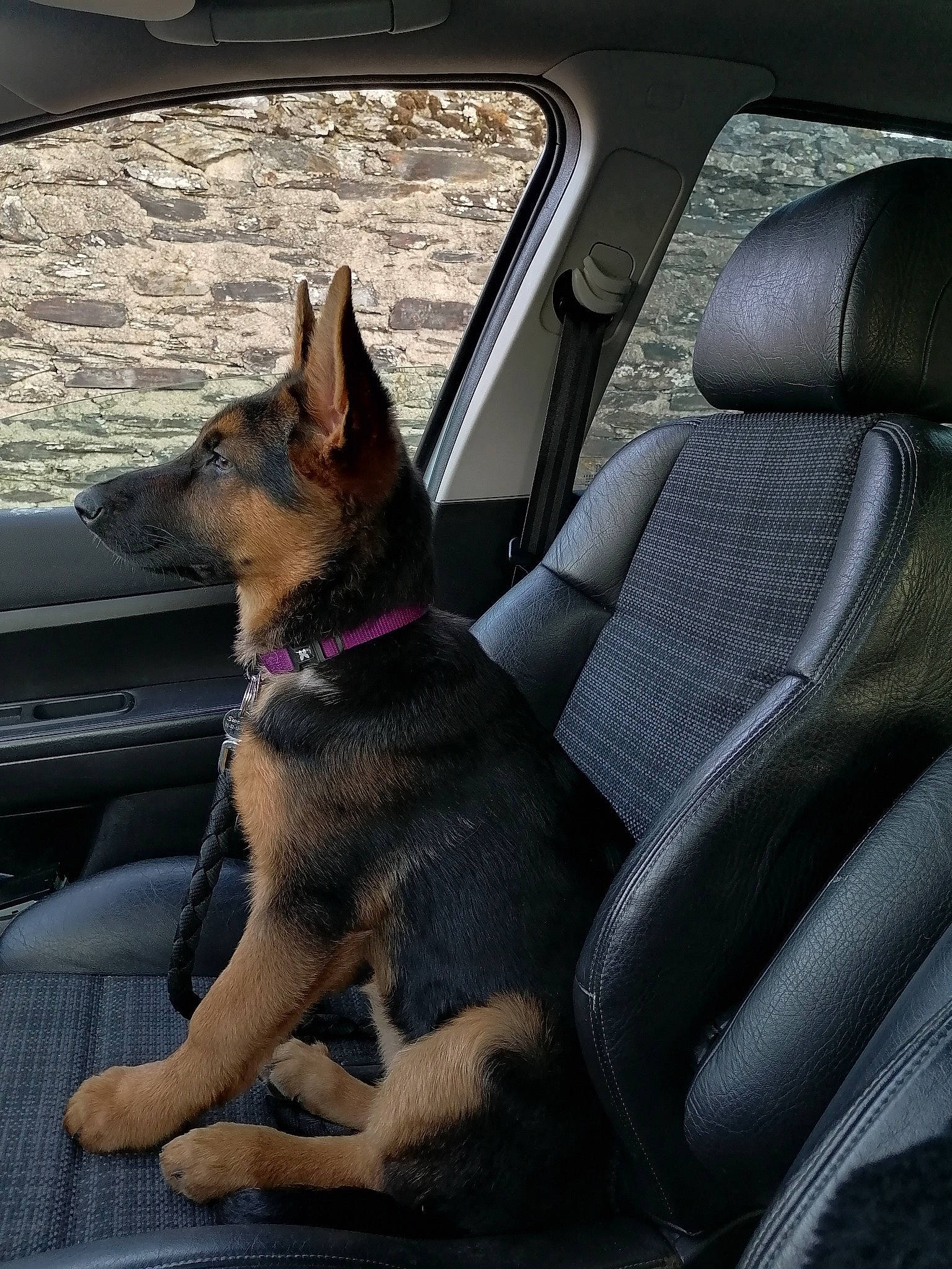 Sweety a rejoint le concours — aidez-le/la à gagner de superbes lots ! auto_part, automotive_exterior, car, car_seat, car_seat_cover, carnivore, comfort, companion_dog, dog, dog_breed, door, fawn, head_restraint, motor_vehicle, snout, sporting_group, tints_and_shades, vehicle, vehicle_door, window