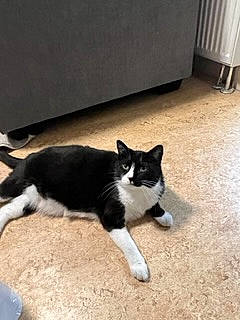 Arlo joined the competition — help win amazing prizes! carnivore, cat, dog_breed, domestic_short_haired_cat, felidae, floor, flooring, fur, hardwood, paw, room, small_to_medium_sized_cats, tail, whiskers, wood, wood_flooring